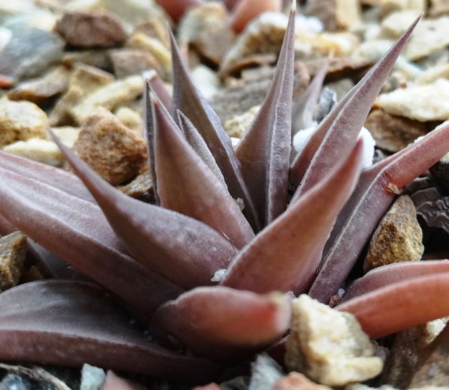 Haworthiopsis limifolia var ubomboensis - south of Stegi-Siteki