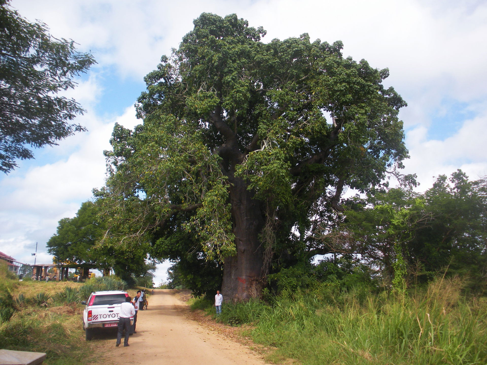 The large baobab tree in Rudewa,Kilosa,Morogoro,Tanzania. This …