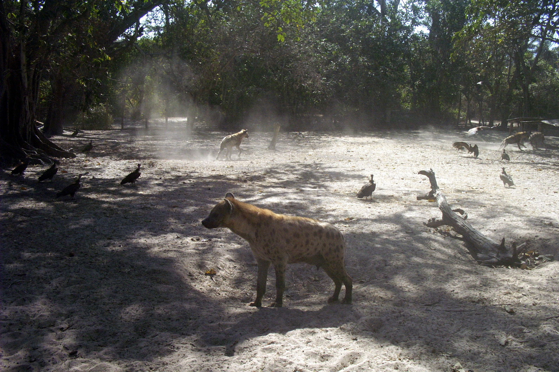 Tüpfelhyäne im Abuko Nature Reserve, Gambia