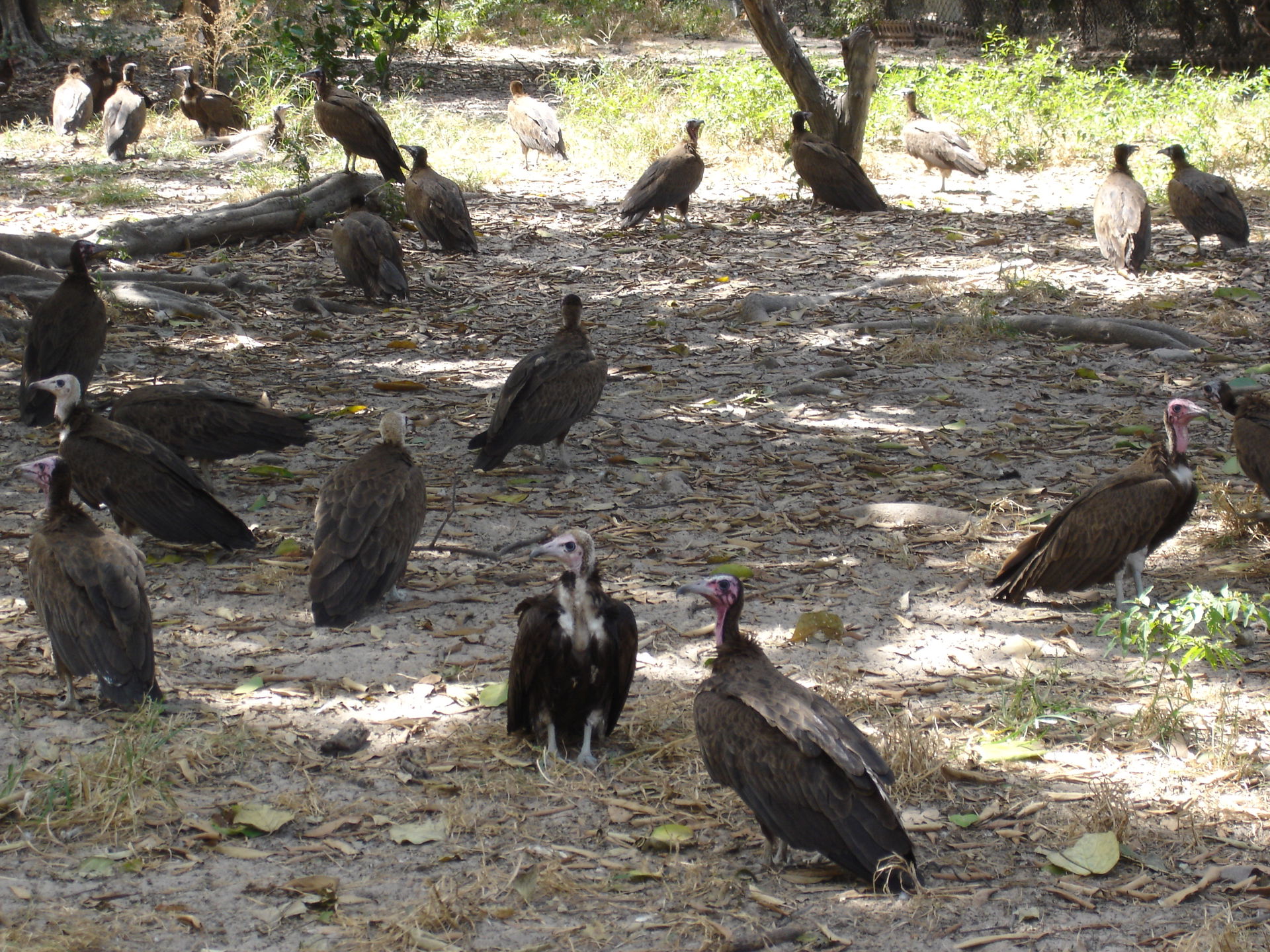 vultures, abuko