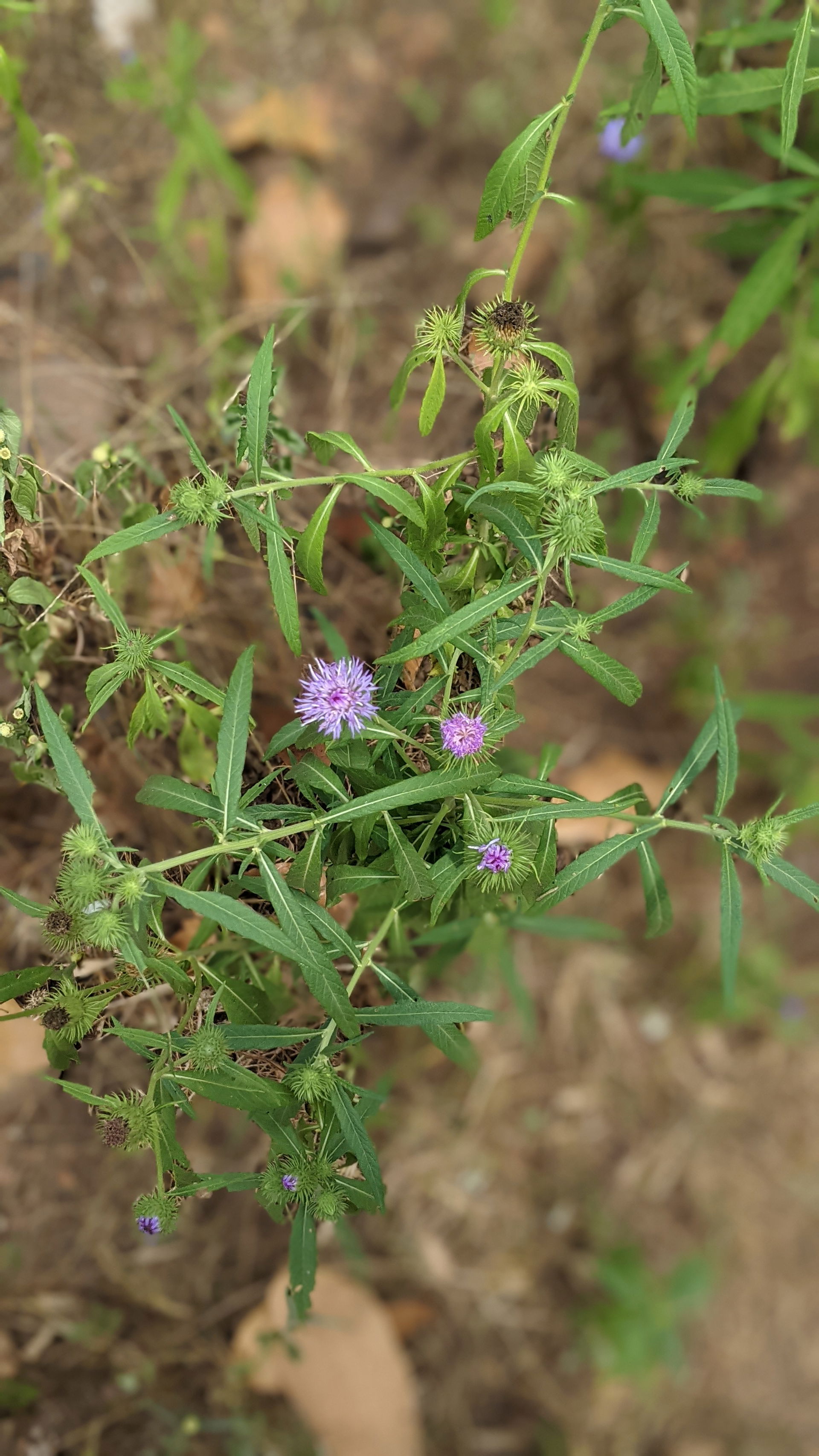 fleurs violette avec de petites feuilles vertes