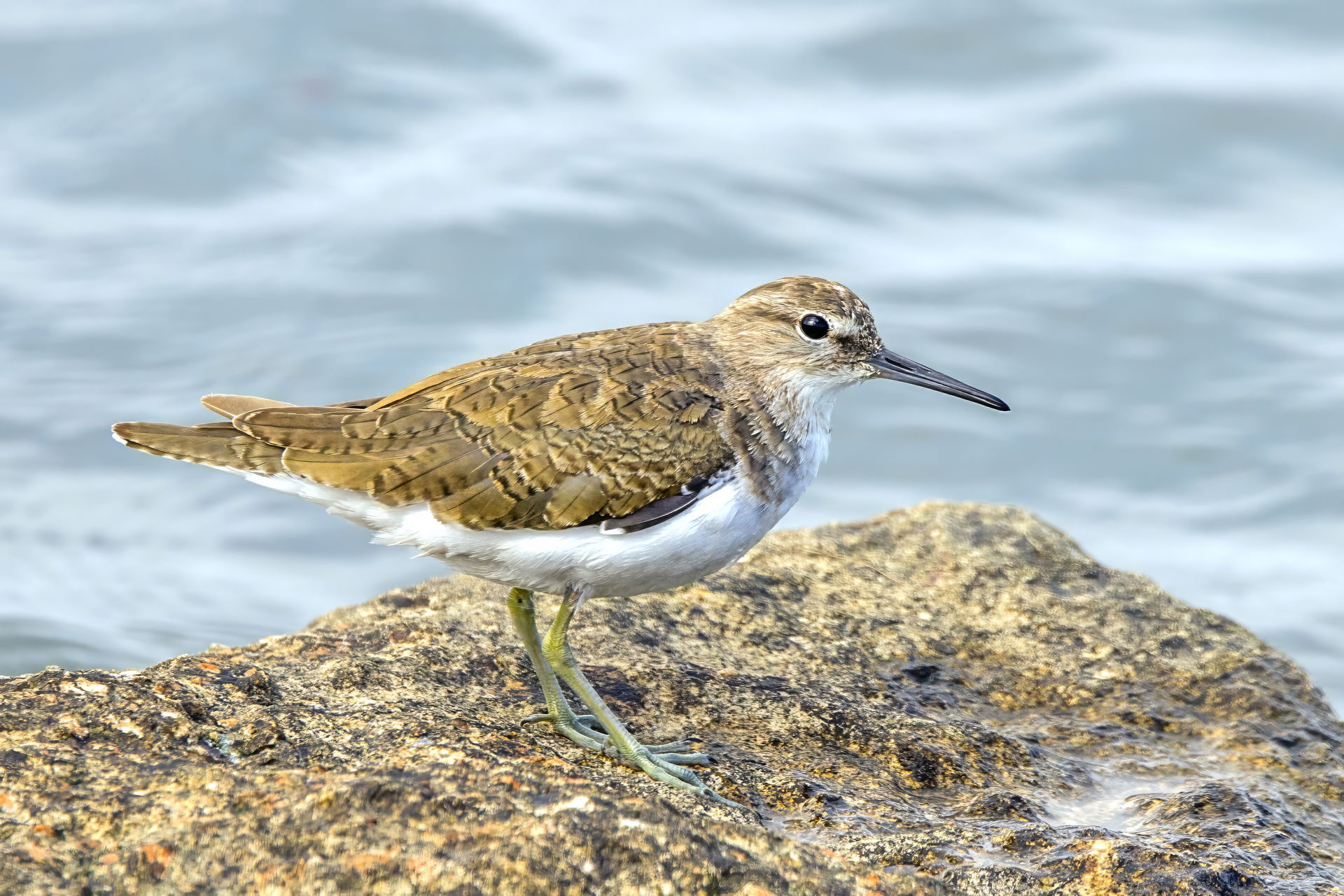 Common Sandpiper (Actitis hypoleucos), Sfax, Tunisia