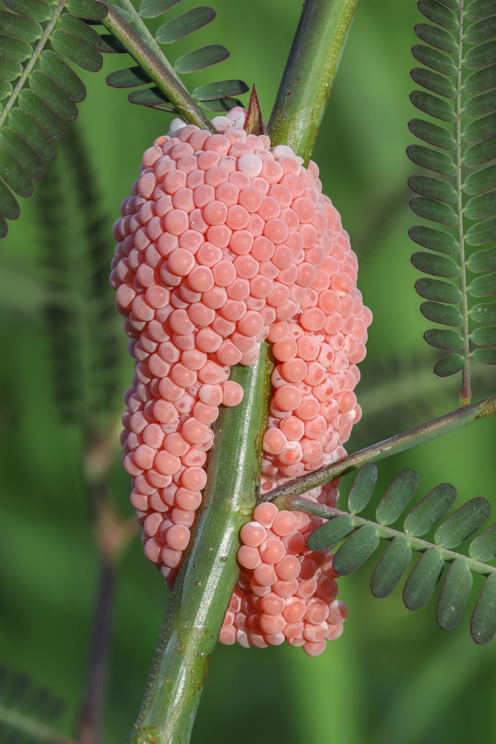 Golden apple snail pink eggs on a stem, in a rice field at gold…
