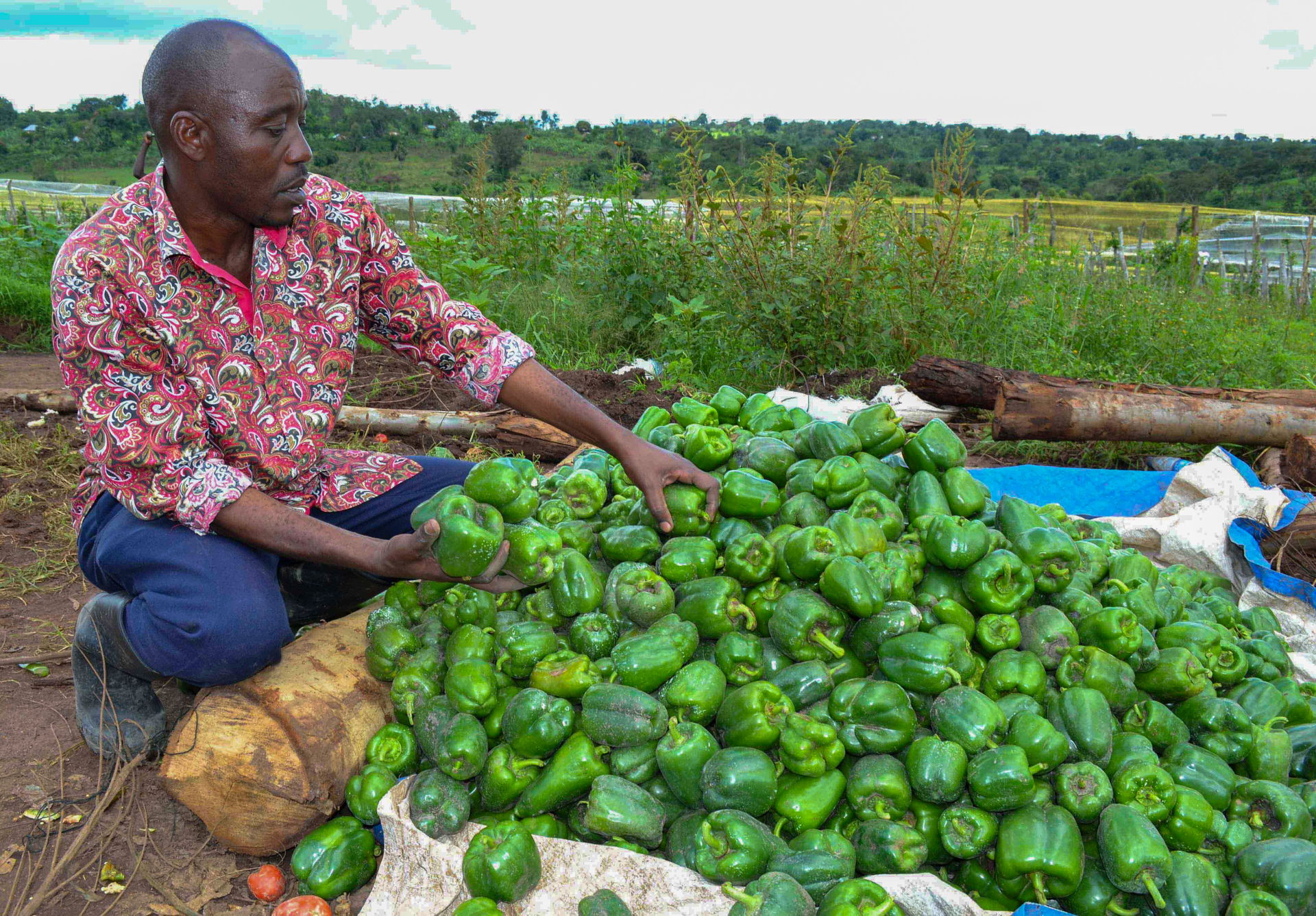 Bugembe with his harvested green pepper
