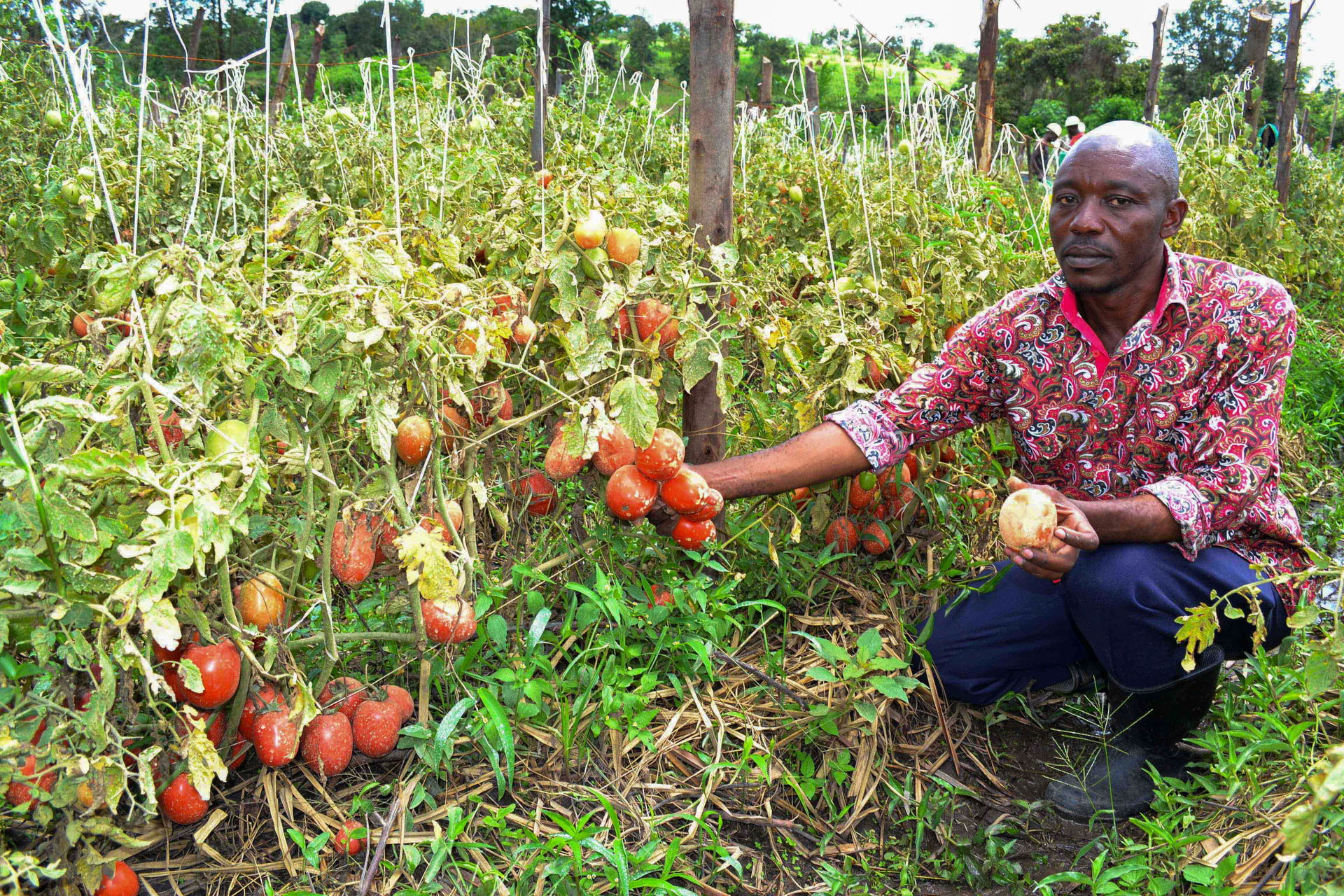 Bugembe showing tomatoes at his farm