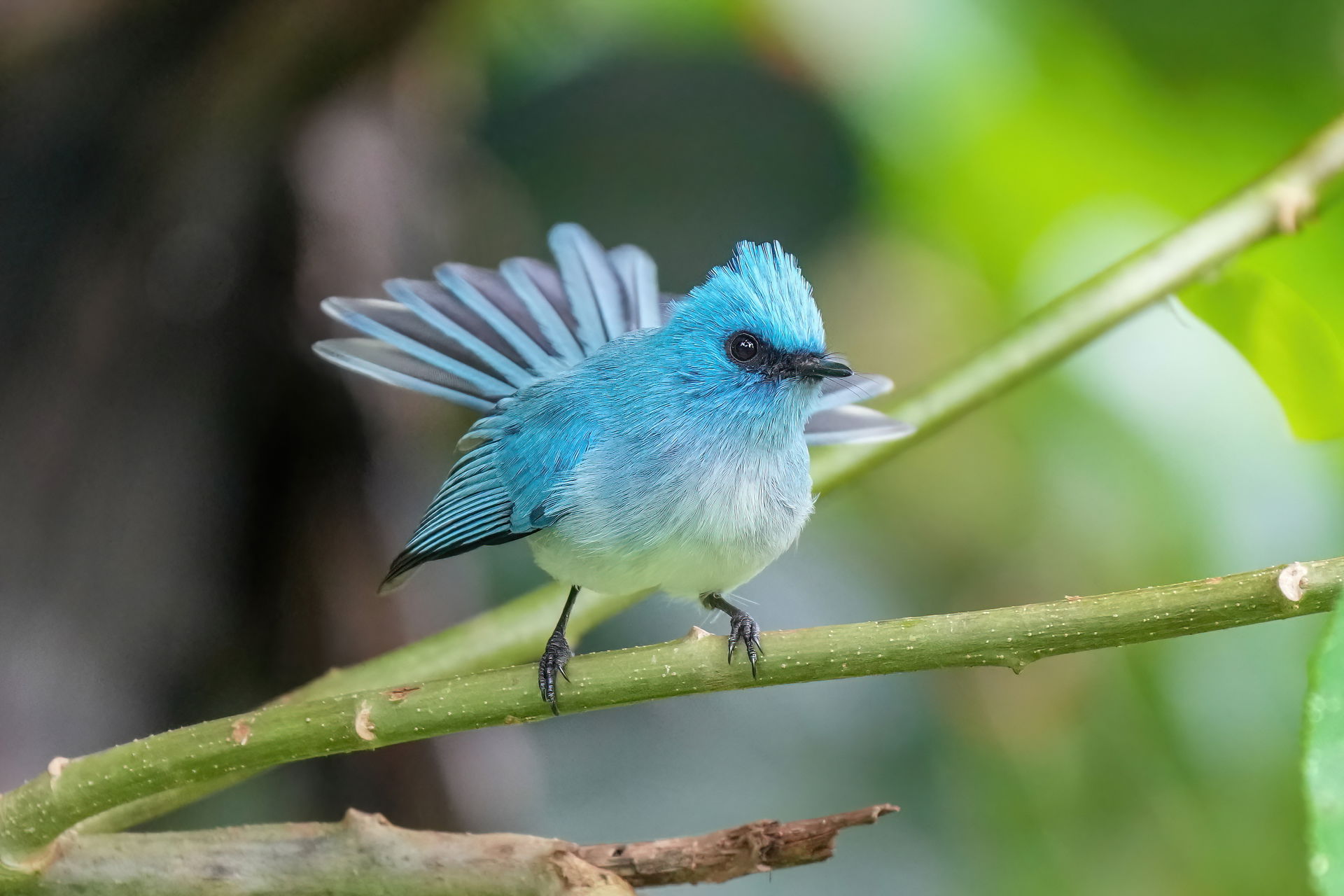 African blue flycatcher (Elminia longicauda) at Kibale forest N…
