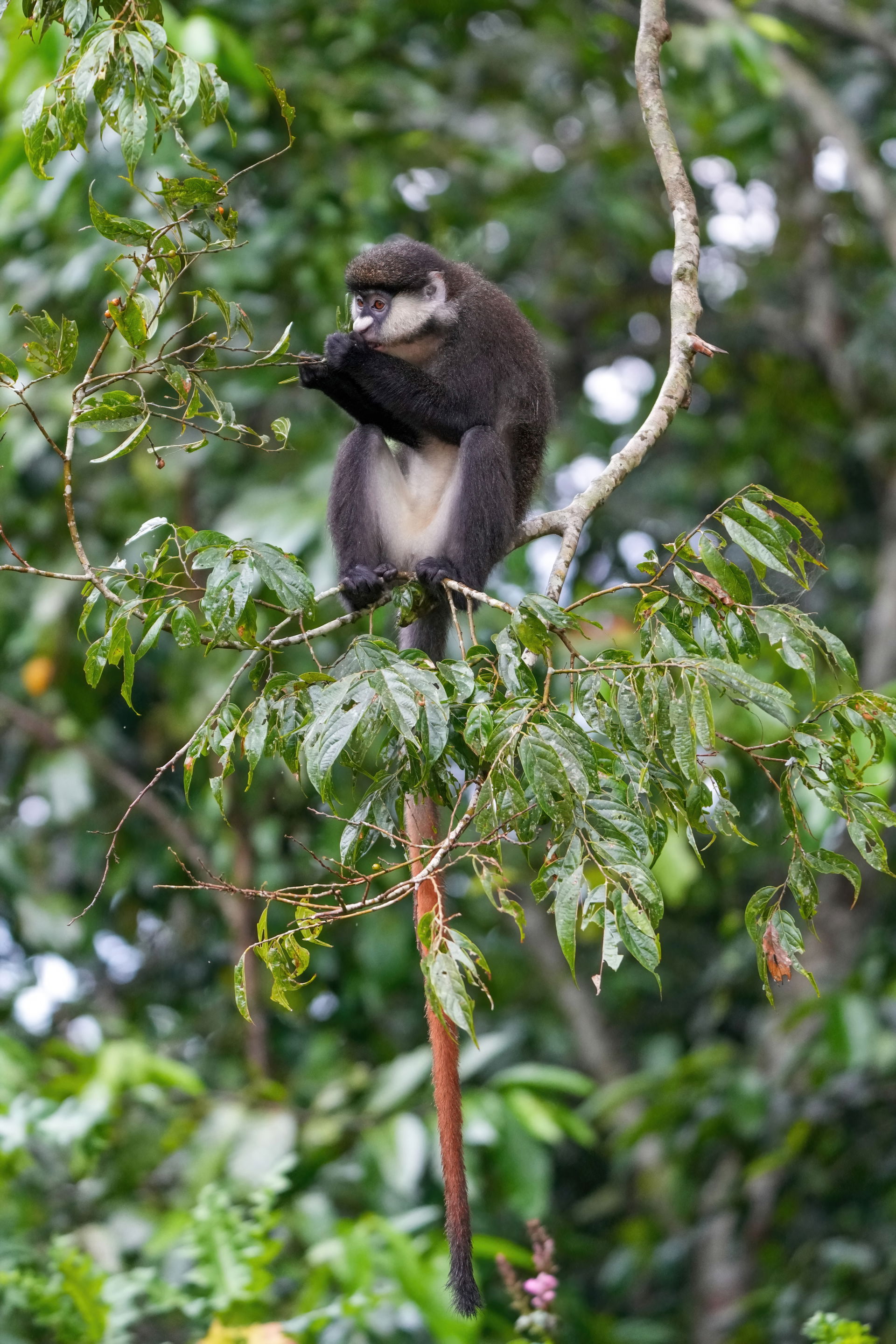 Red-tailed monkey (Cercopithecus ascanius) at Kibale forest Nat…