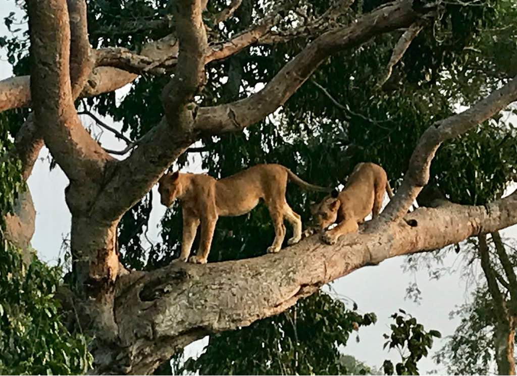 Climbing Lions in Ishasha in Kanungu District