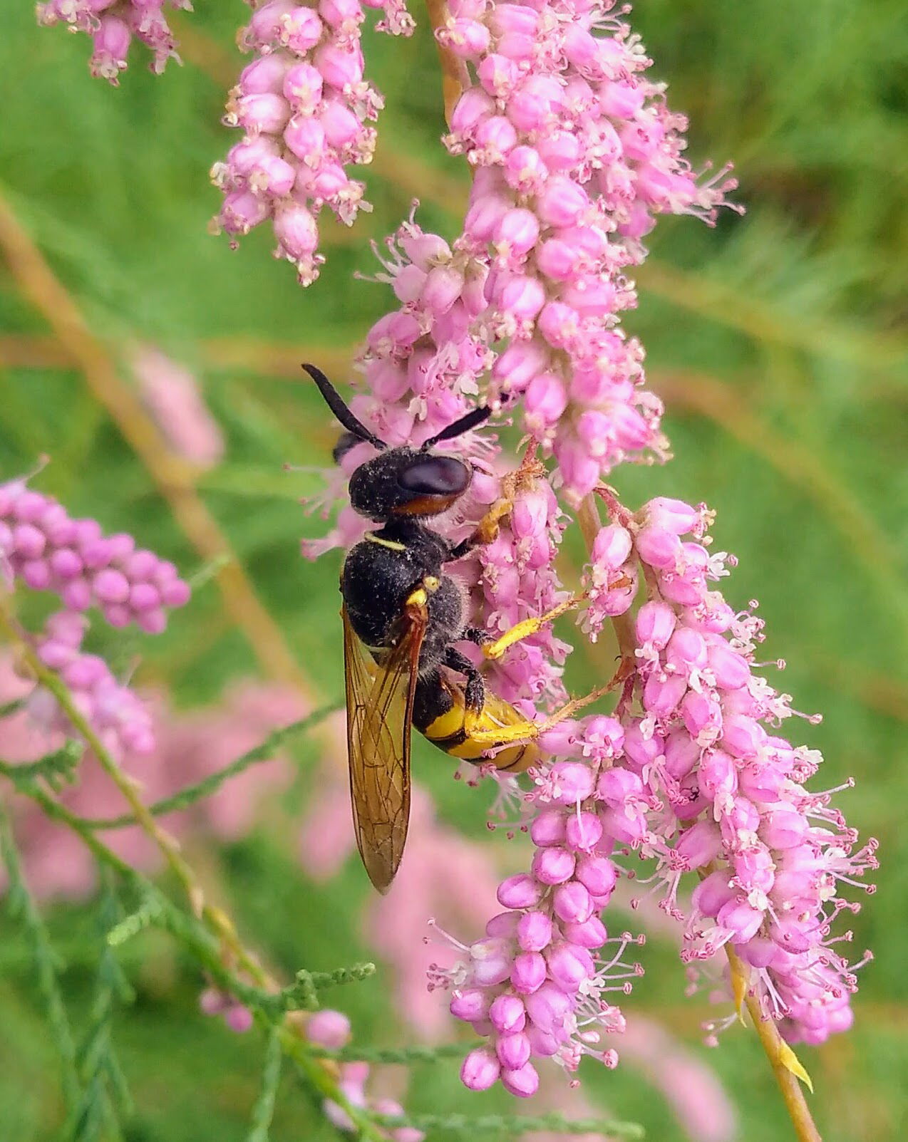 Philant, or a Bee Wolf (lat. Philanthus Triangulum). Zaporizhzh…