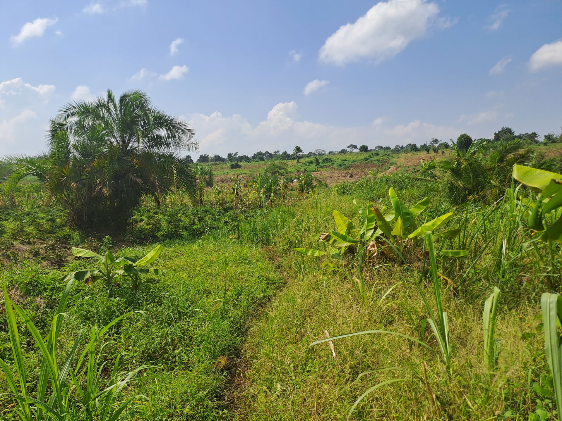 Ihu ígwè na Mpaghara Kawumu Luweero