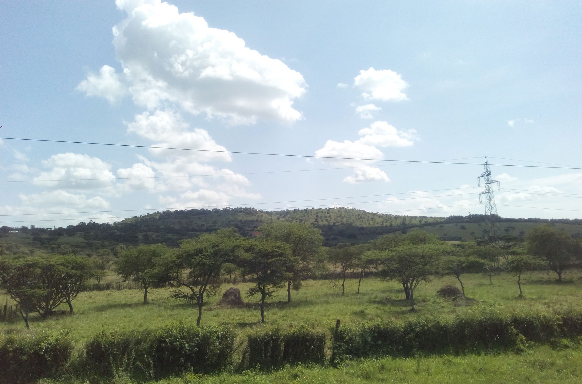 Cattle grazing Land at a Ranch in Lyantonde District.