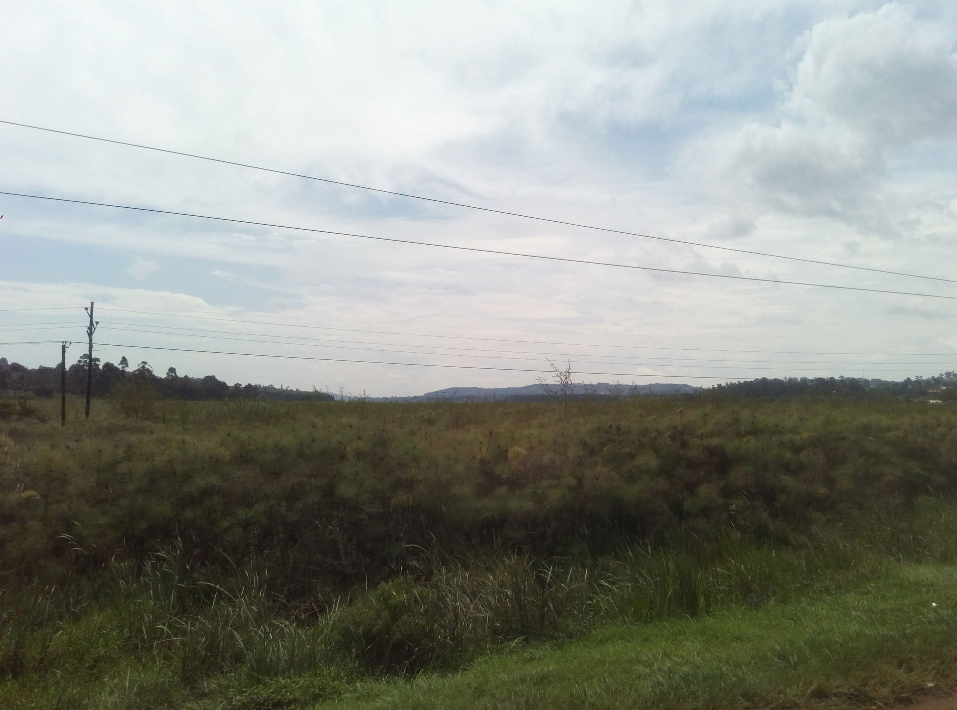 Katonga River Swamp in Mpigi District.