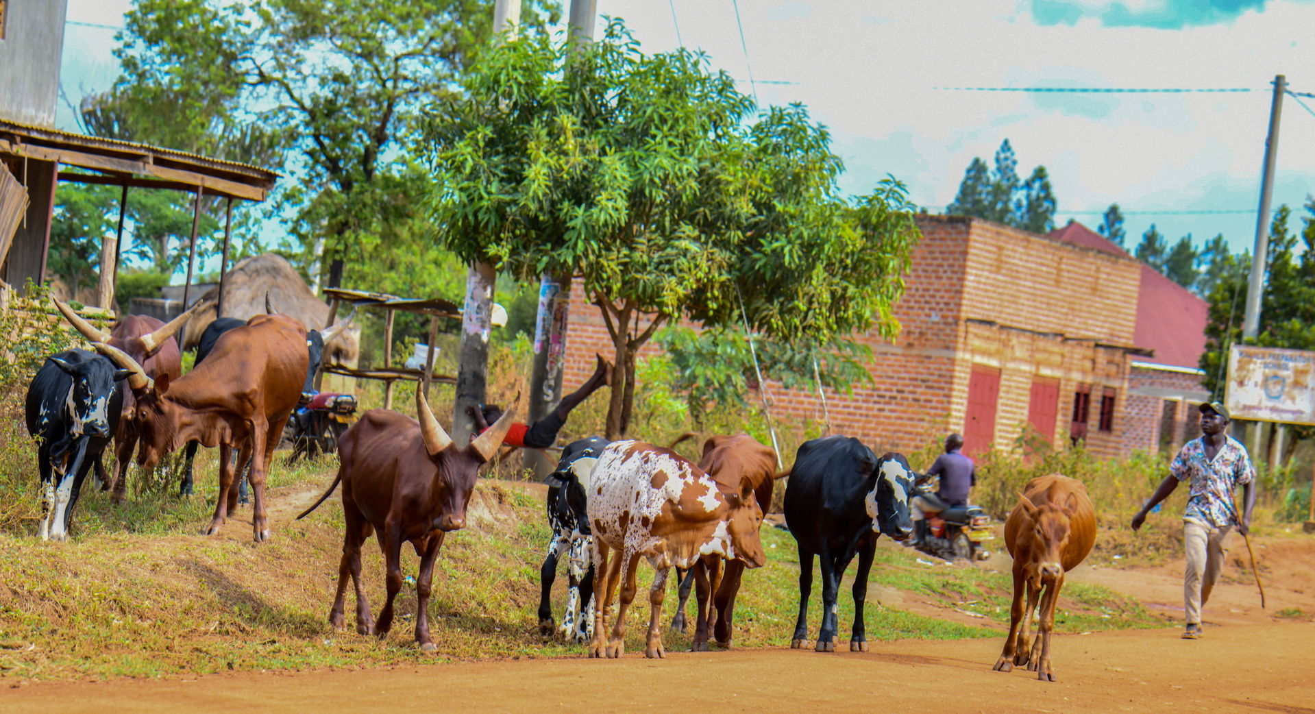 Cattle rearing in Nakasongola