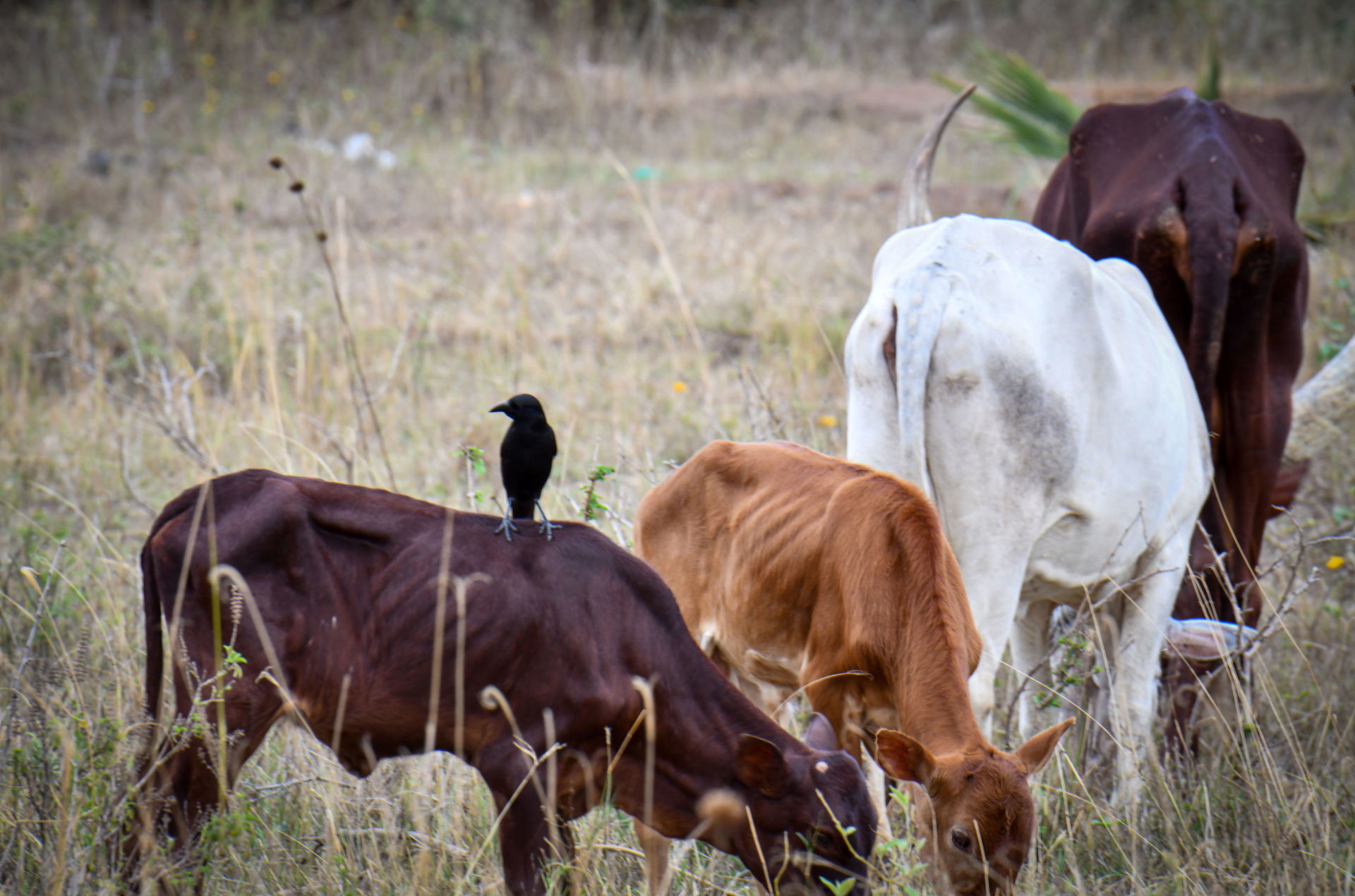 Cattle rearing in Nakasongola