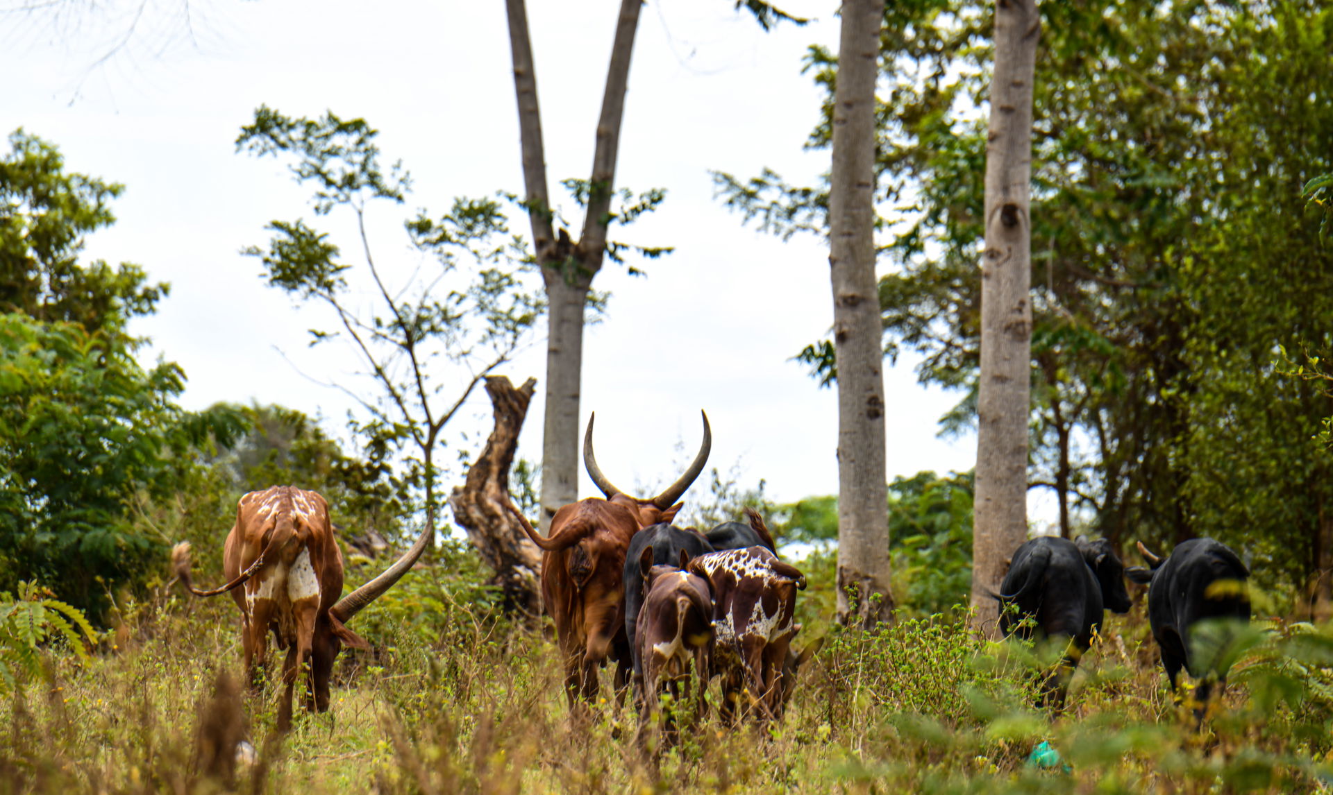Cattle rearing in Nakasongola
