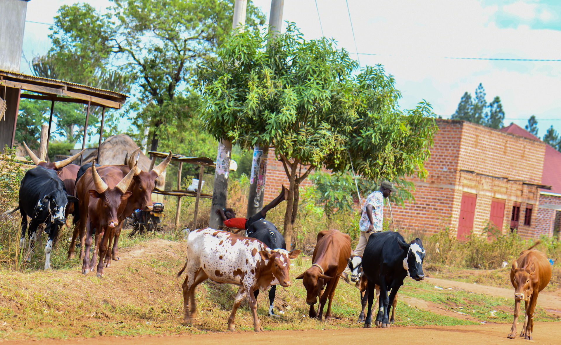 Cattle rearing in Nakasongola