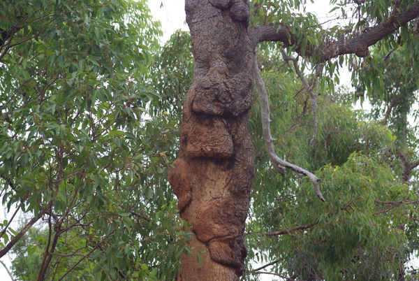 Ngora