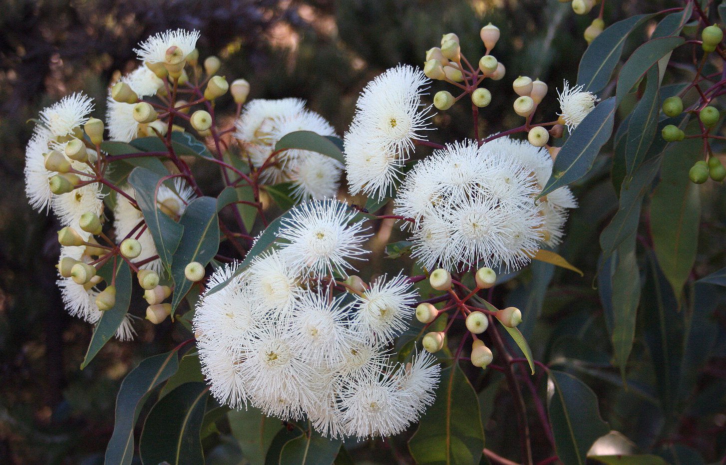 Eucalyptus (Corymbia) calophylla in flower, near Cataby