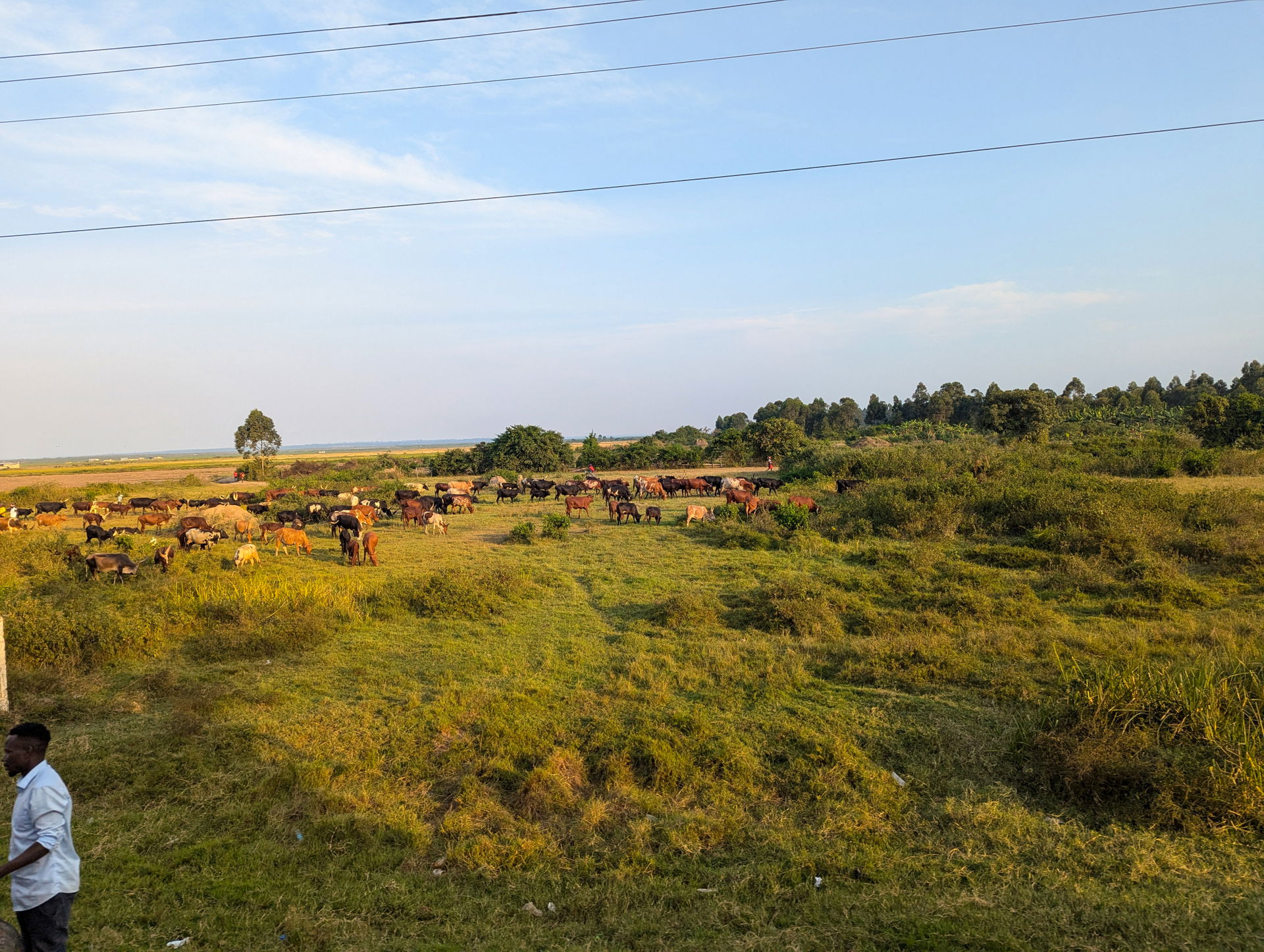 Cattle farming in Ntungamo in Western Uganda
