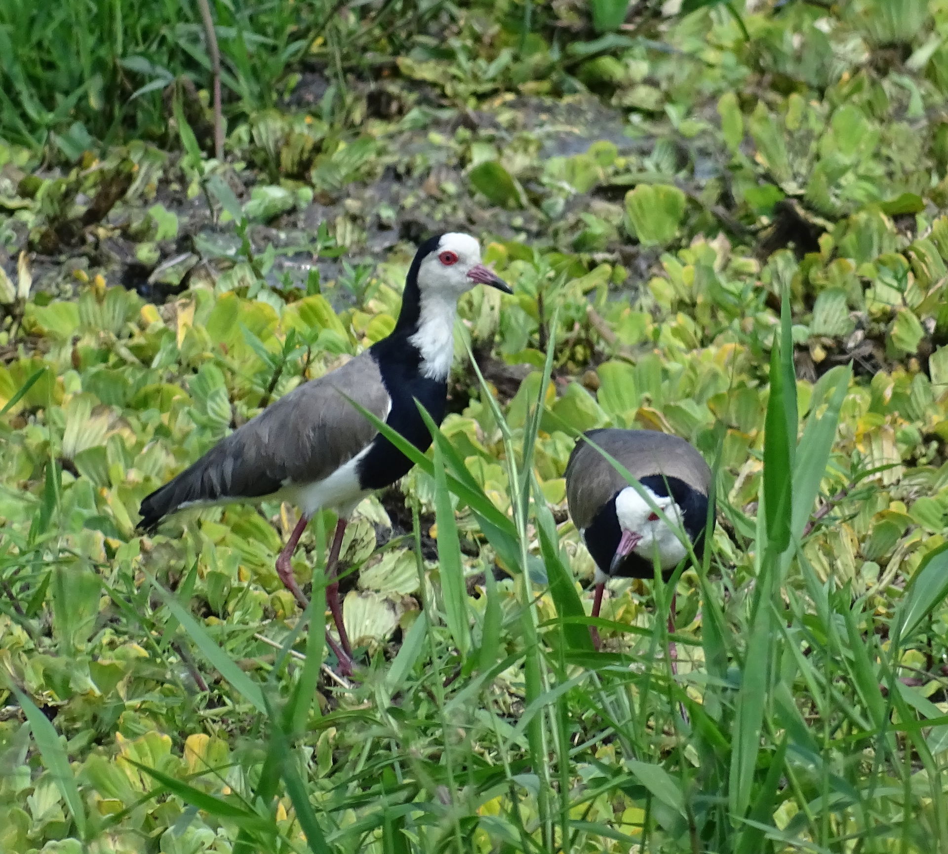 Long-toed Lapwing Vanellus crassirostris crassirostris, Rukungi…