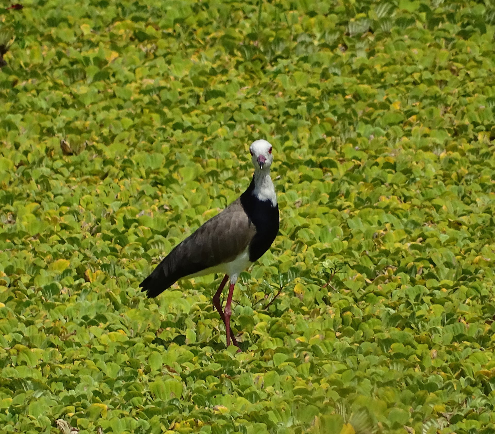Long-toed Lapwing Vanellus crassirostris crassirostris, Rukungi…