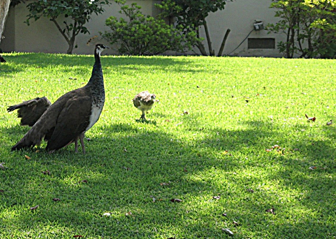 Arcadia Peacock_Peahen
