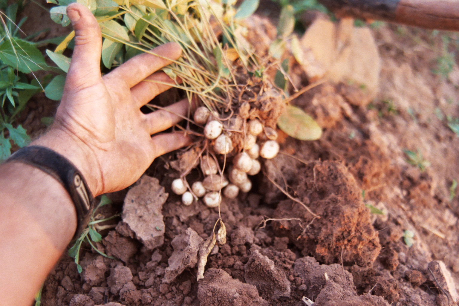 View of just-harvested bambara nut (Vigna subterranea) in field…