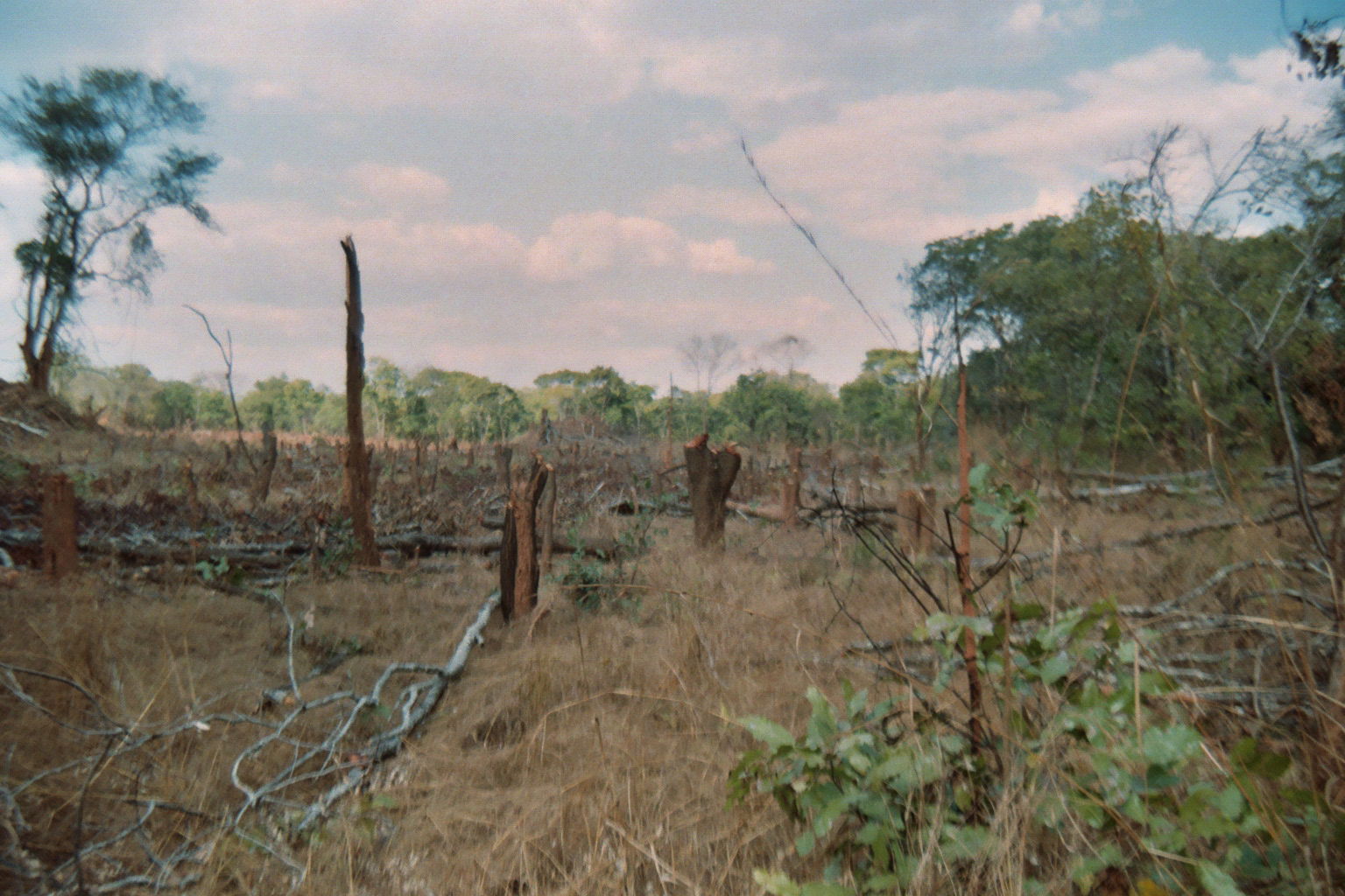This is an example of "Block Chitemene" taken 4 km south of Kel…