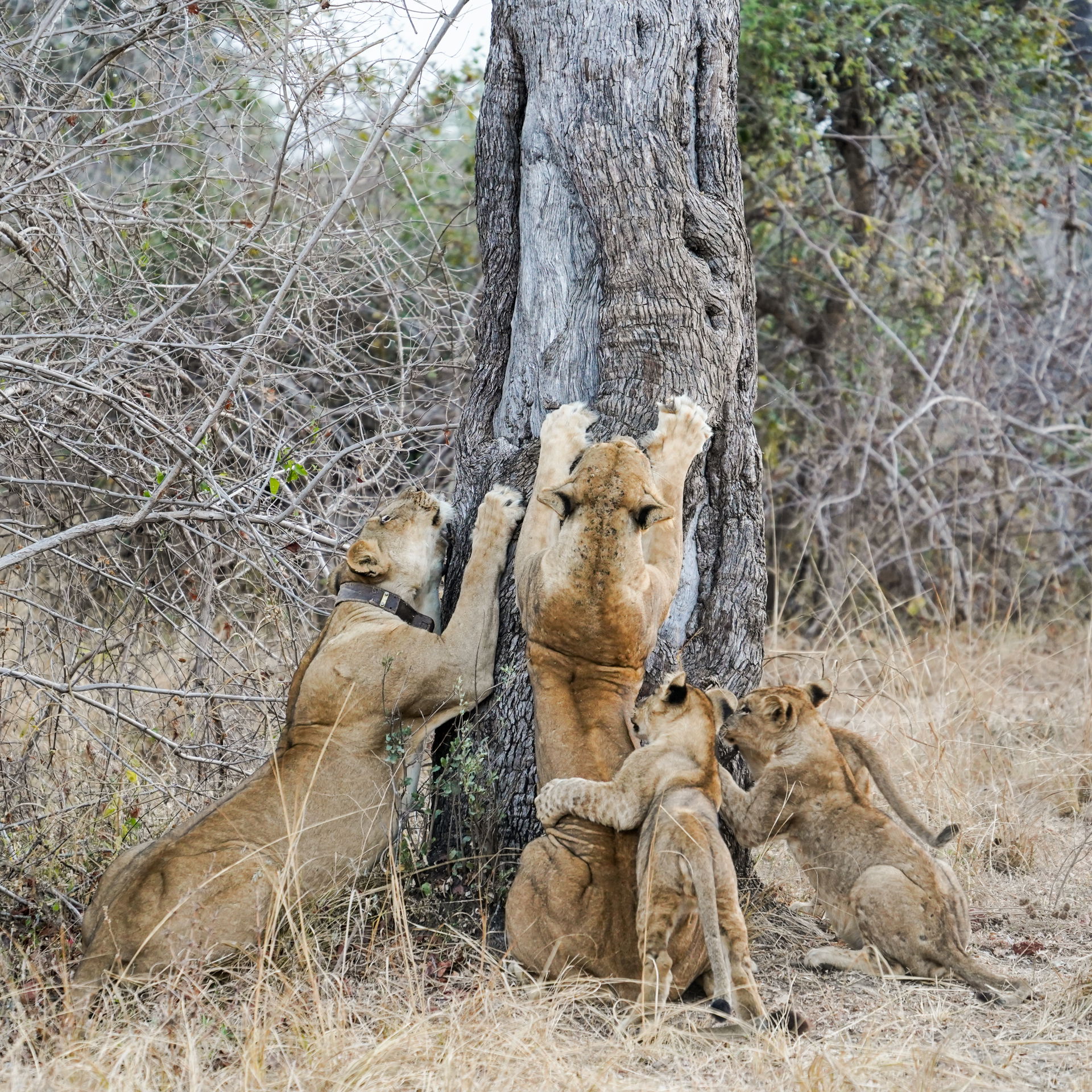Two lionesses (Panthera leo) scratching a tree to sharpen claws…