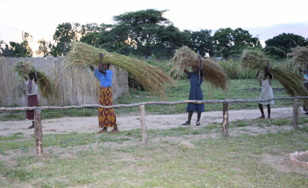Women carrying grass/reeds for roof thatching and fences, Zambia