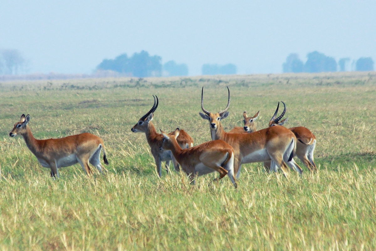 Photo of Red Lechwe uploaded from iNaturalist.