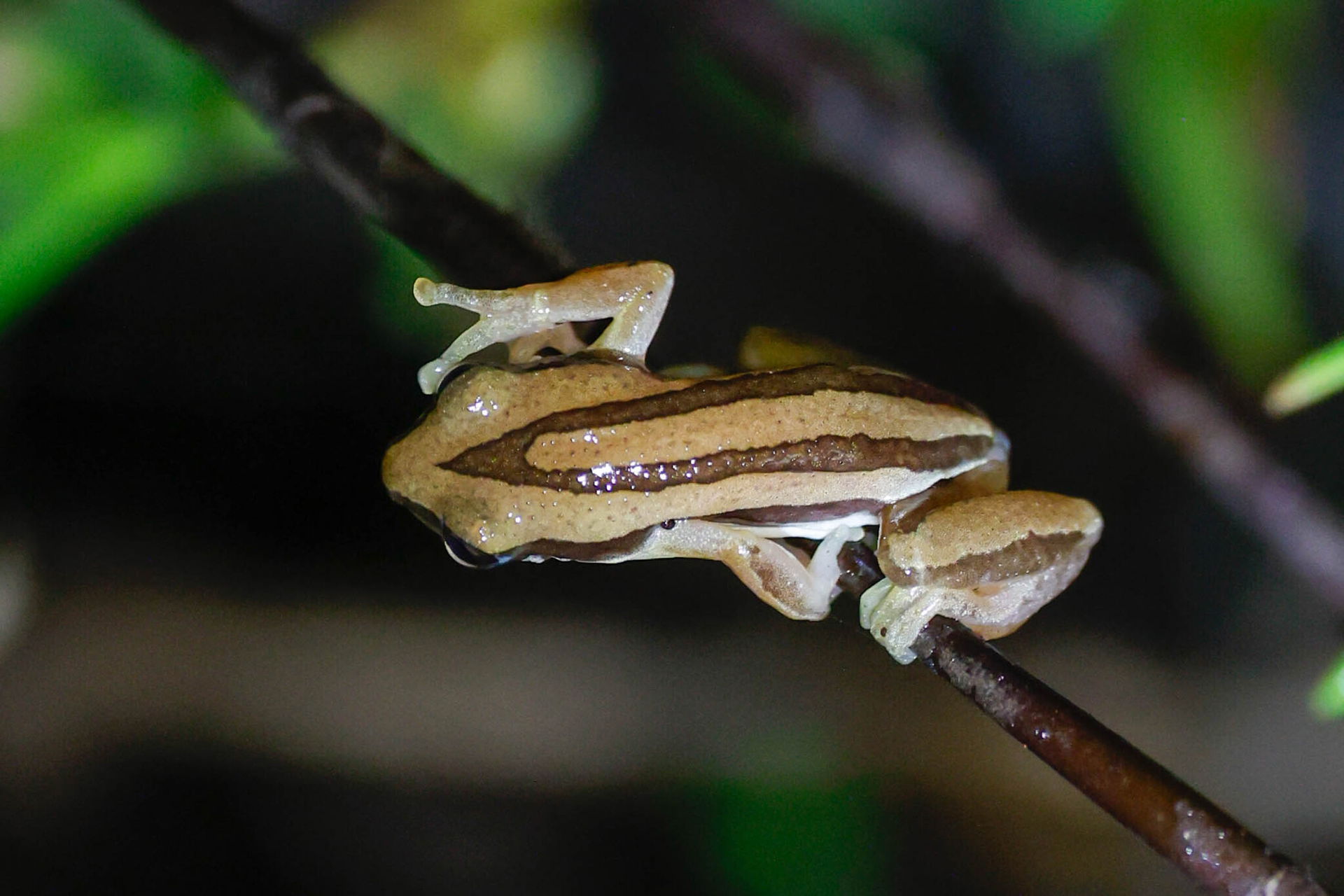 Photo of De Witte's Spiny Reed Frog (undefined) uploaded from i…