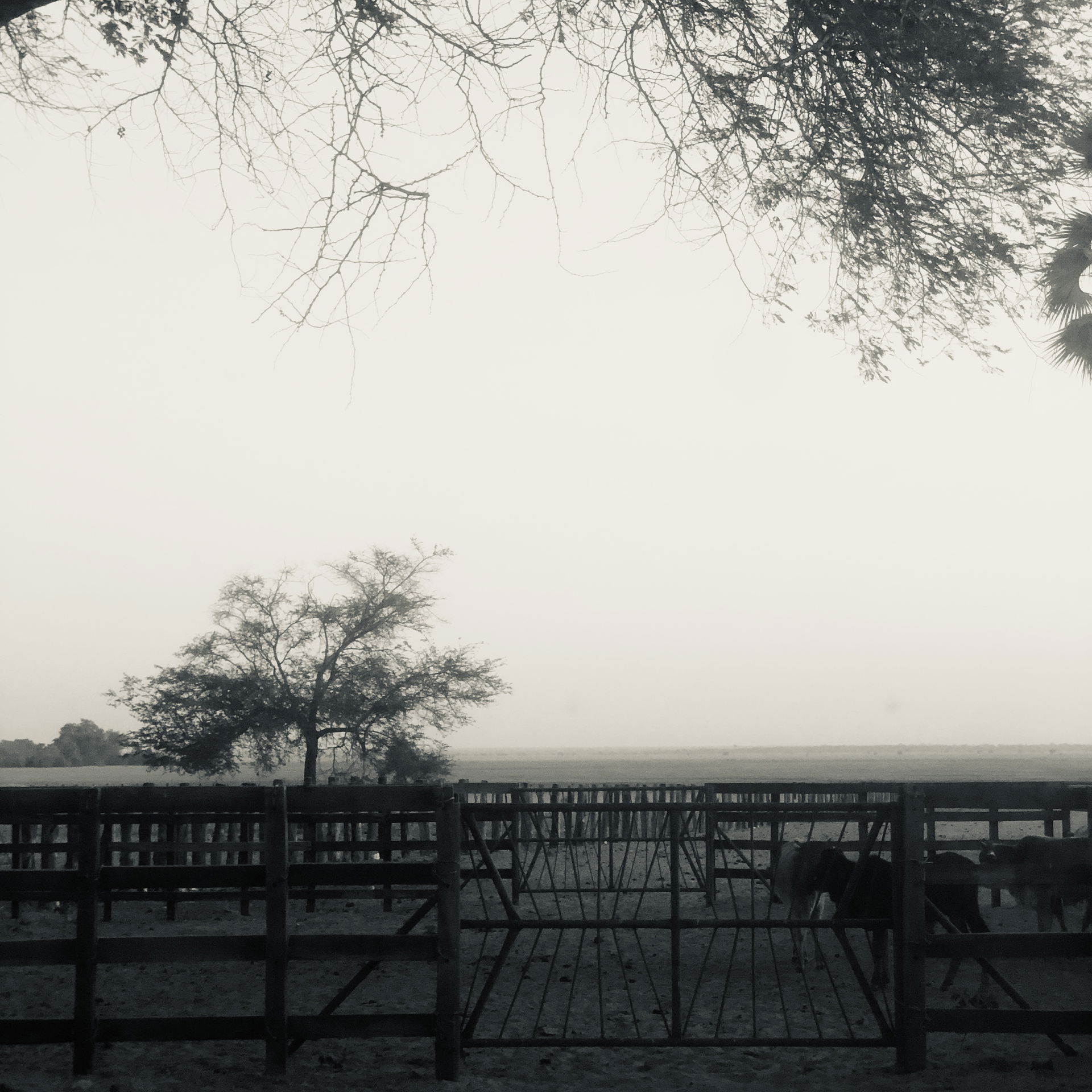 Shafro Farms, Maala town, Namwala Zambia. 🇿🇲