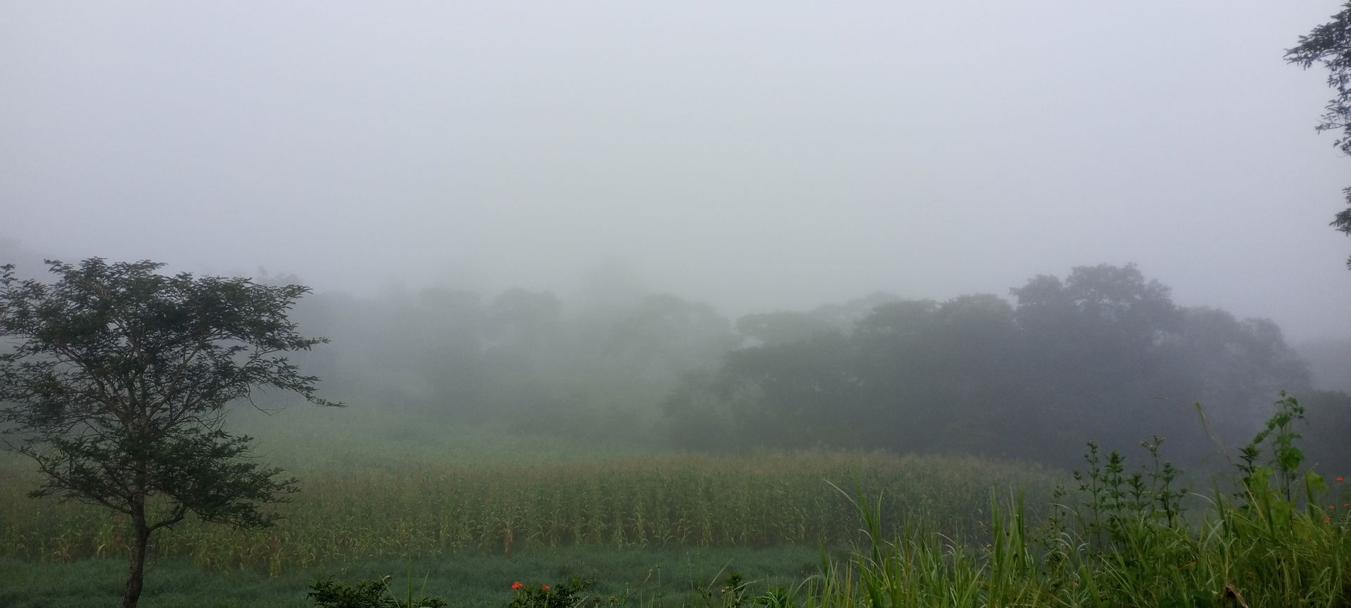 A foggy scene