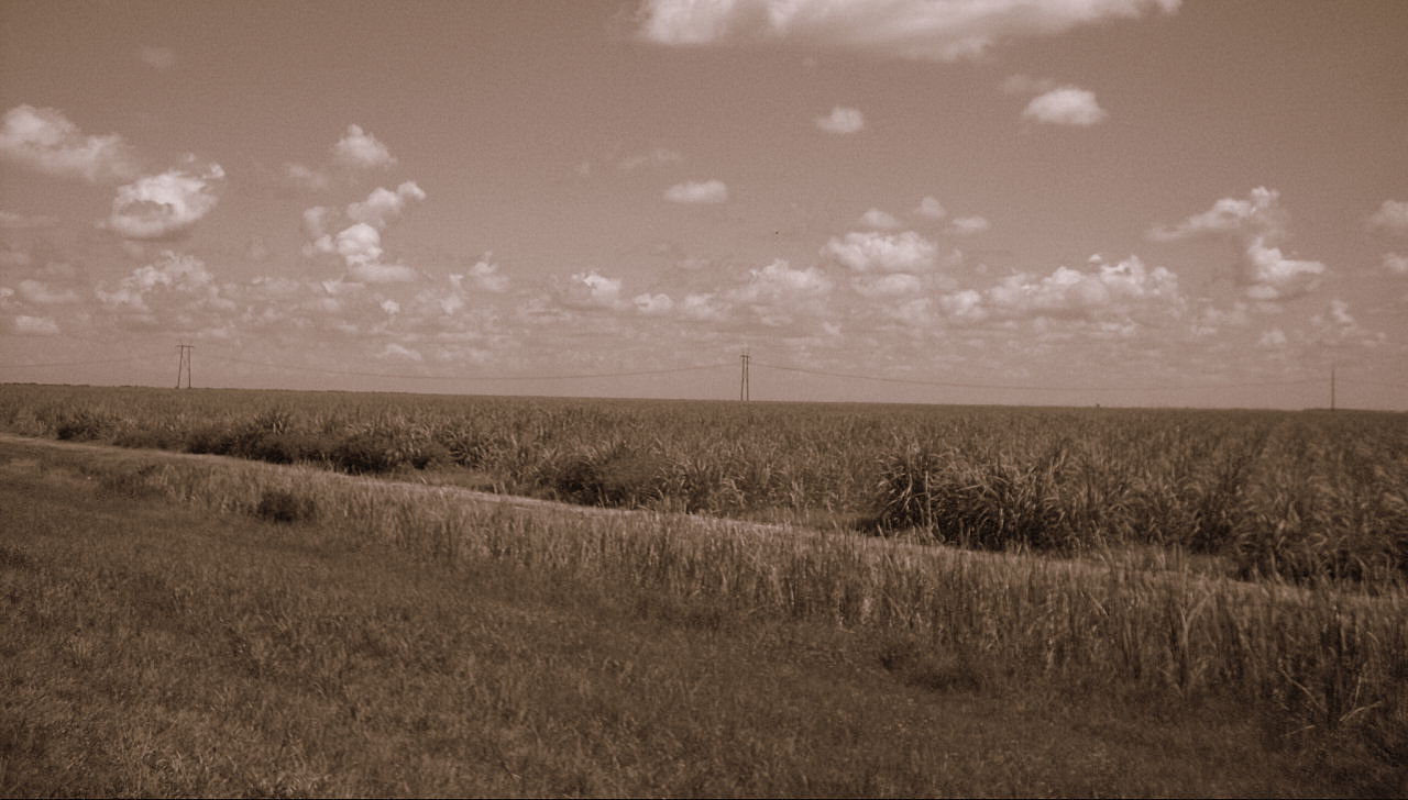 Under a blue Zimbabwean sky, a sugarcane plantation in Chiredzi…