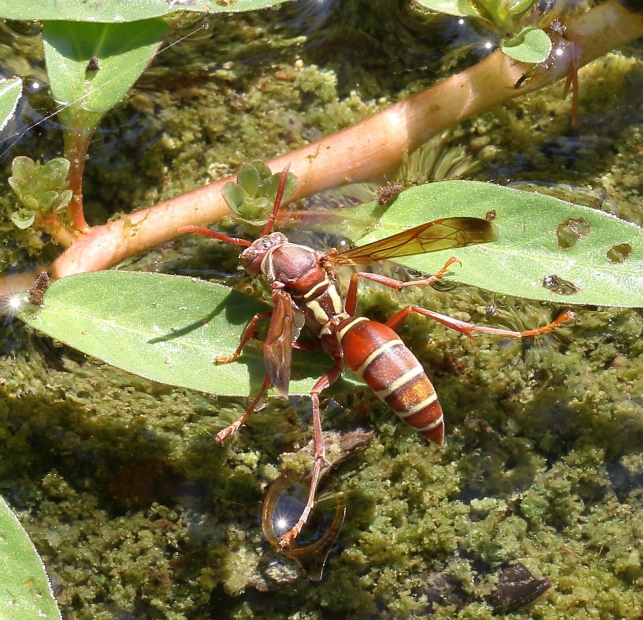 Polistes fastidiosus