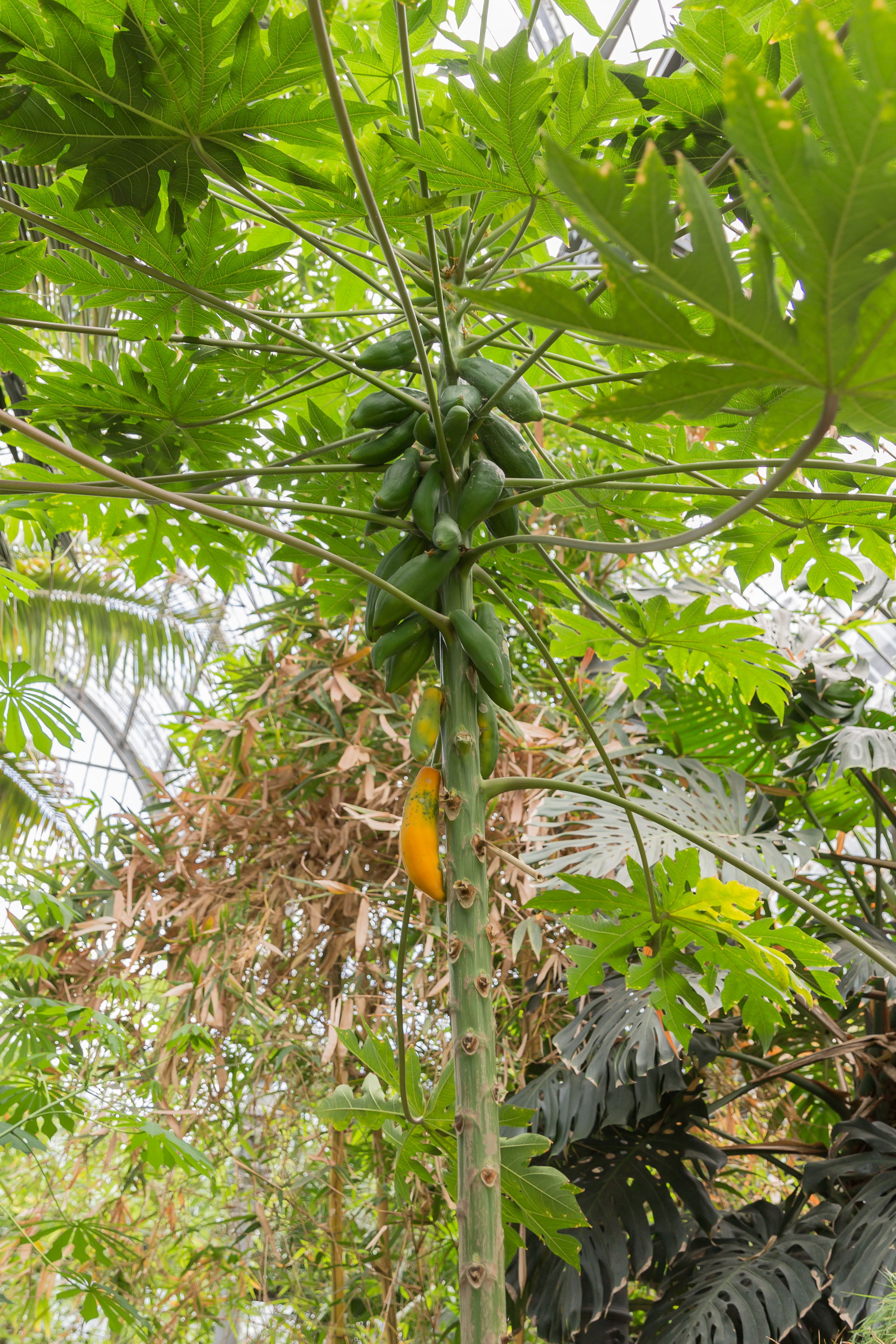 Carica papaya (Papaya) to the jardin botanique de Lyon, France.