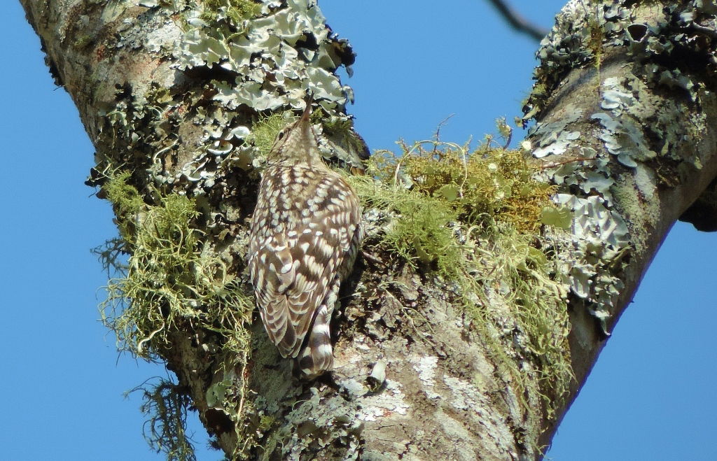 African Spotted Creeper Salpornis salvadori xylodromus, Gosho P…