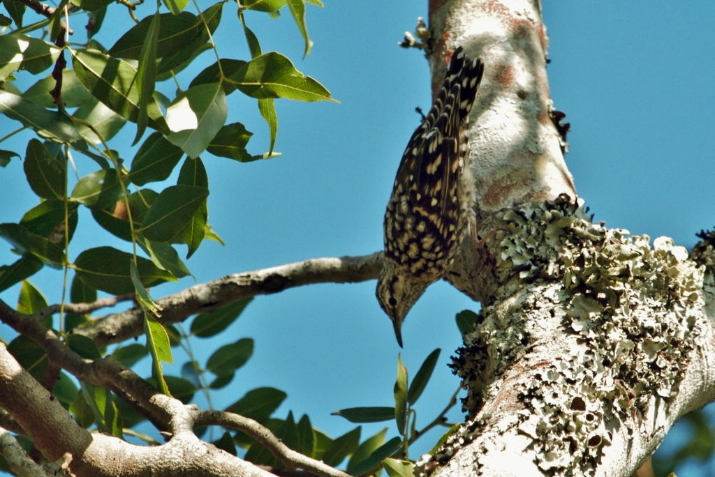 African Spotted Creeper Salpornis salvadori xylodromus, Gosho P…
