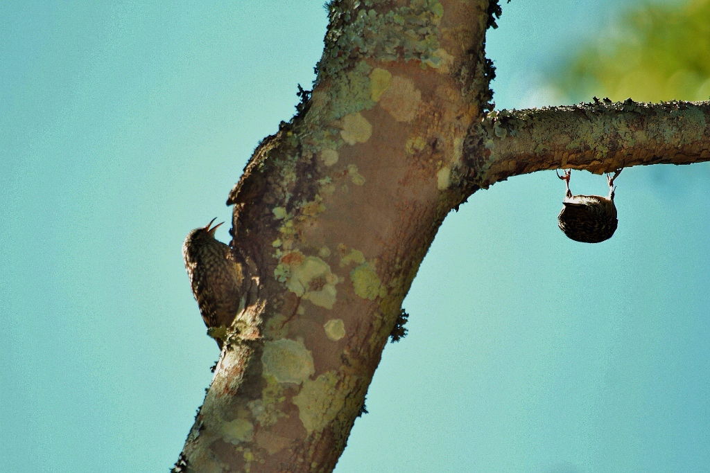 African Spotted Creeper Salpornis salvadori xylodromus, Gosho P…