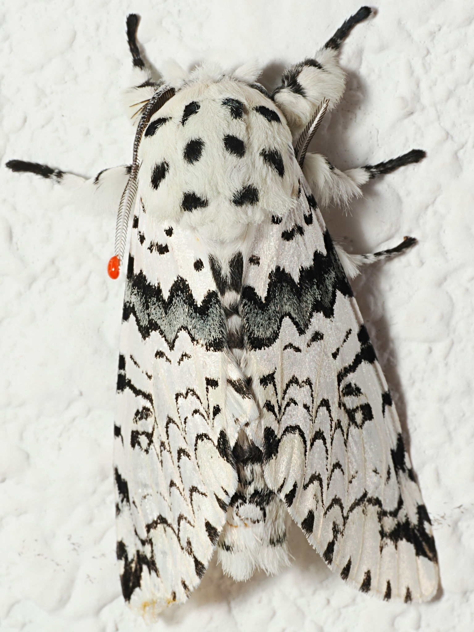 Kamalia priapus