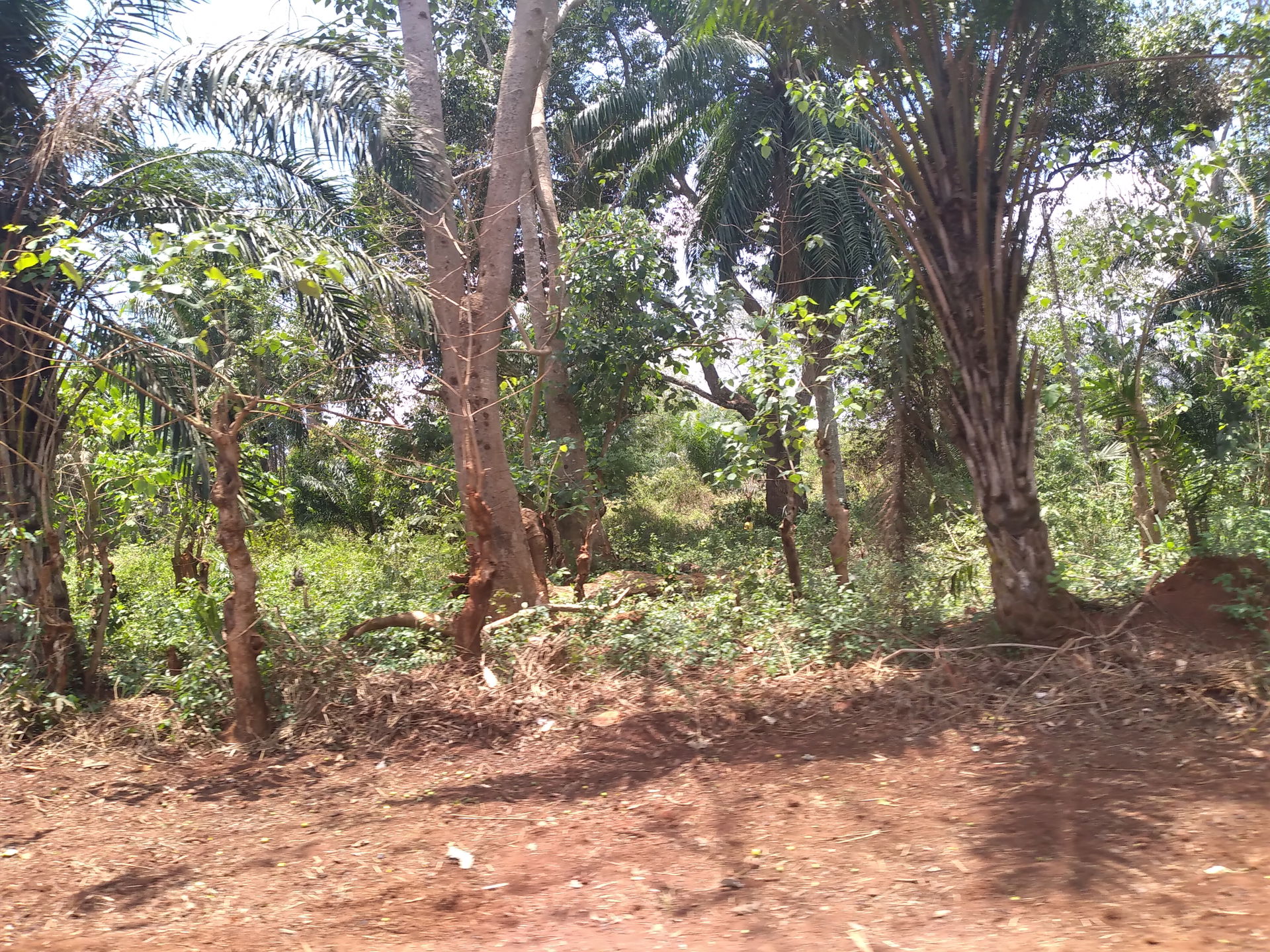 Ville de Bangassou, en RCA