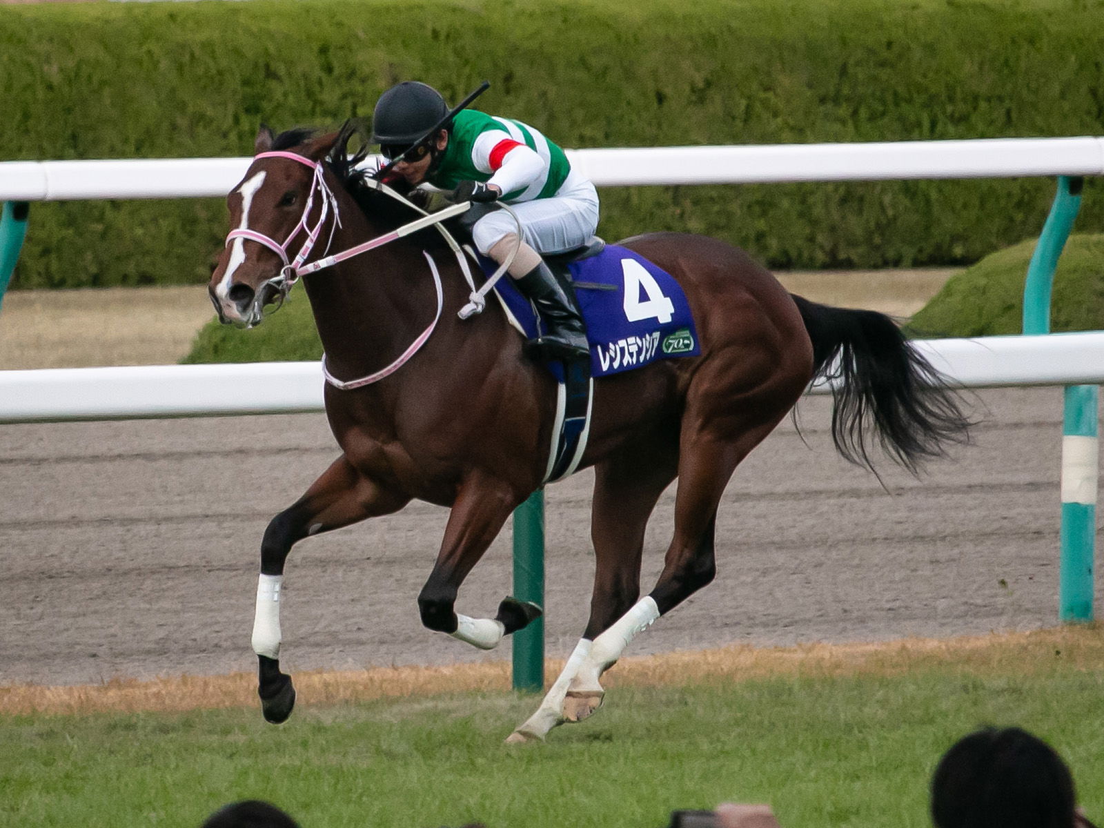 Resistencia(JPN), Racehorse of Japan.
