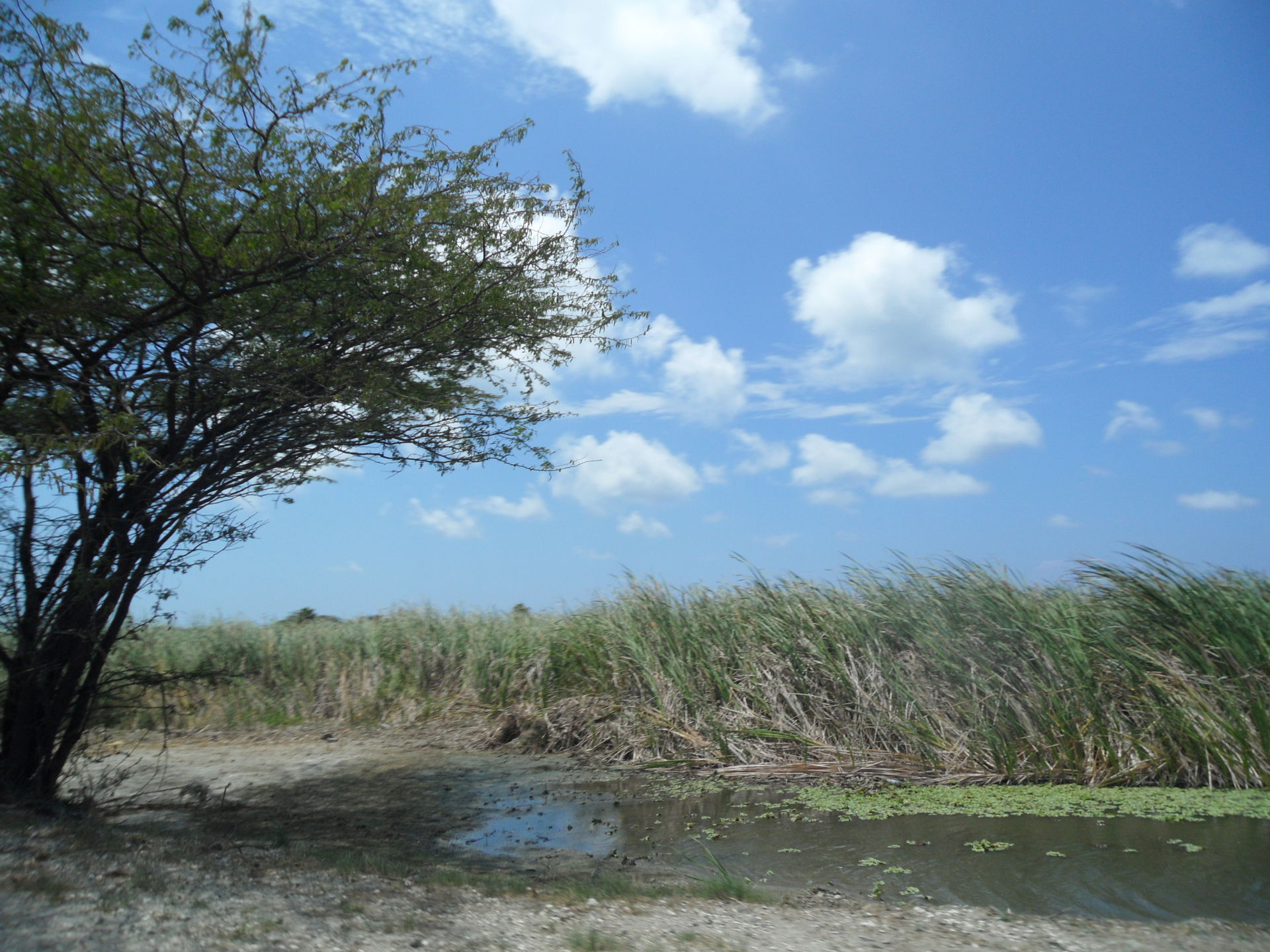 Bubali Bird Sanctuary Wetland Preserve Noord Aruba