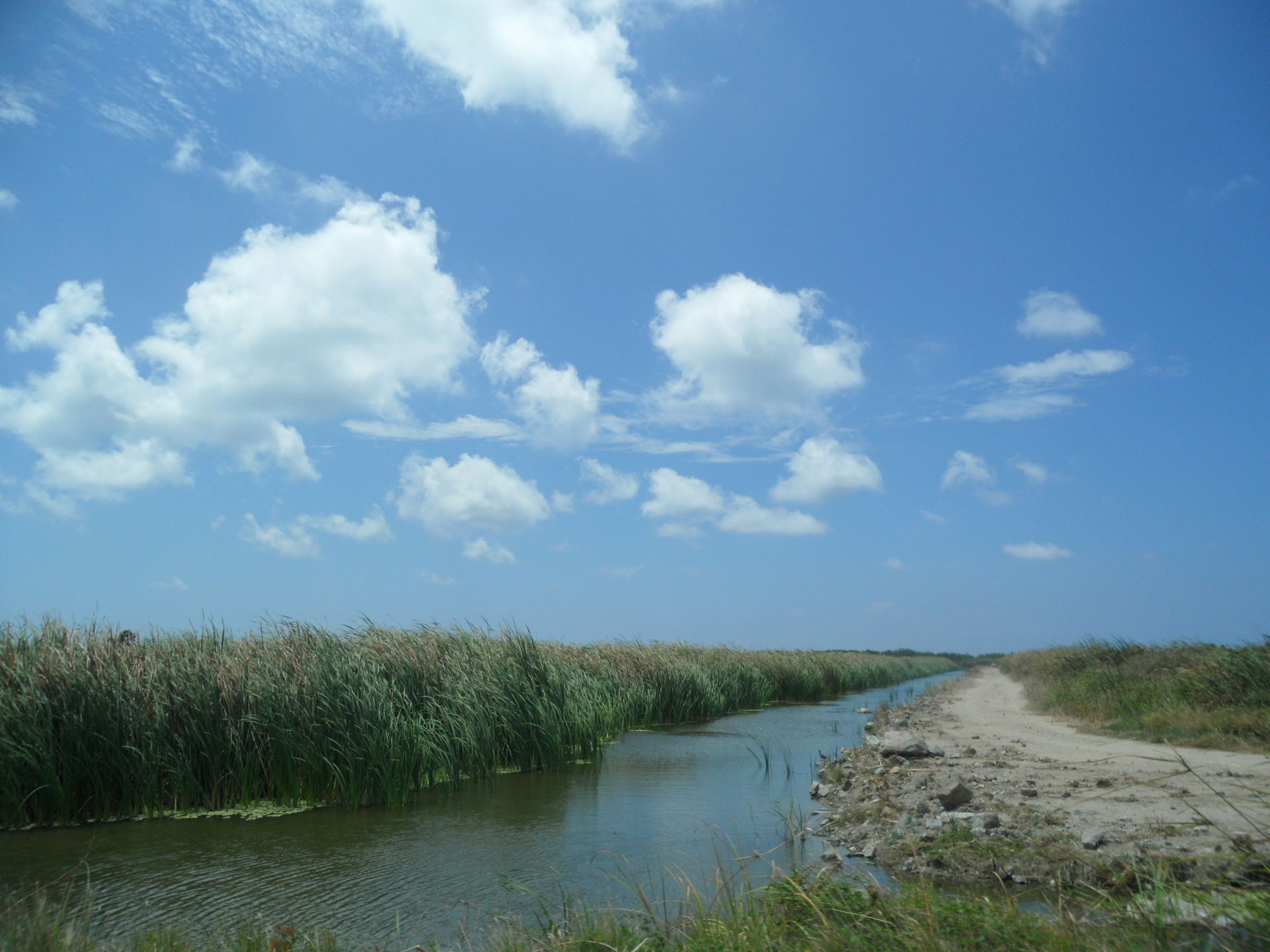 Bubali Bird Sanctuary Wetland Preserve Noord Aruba