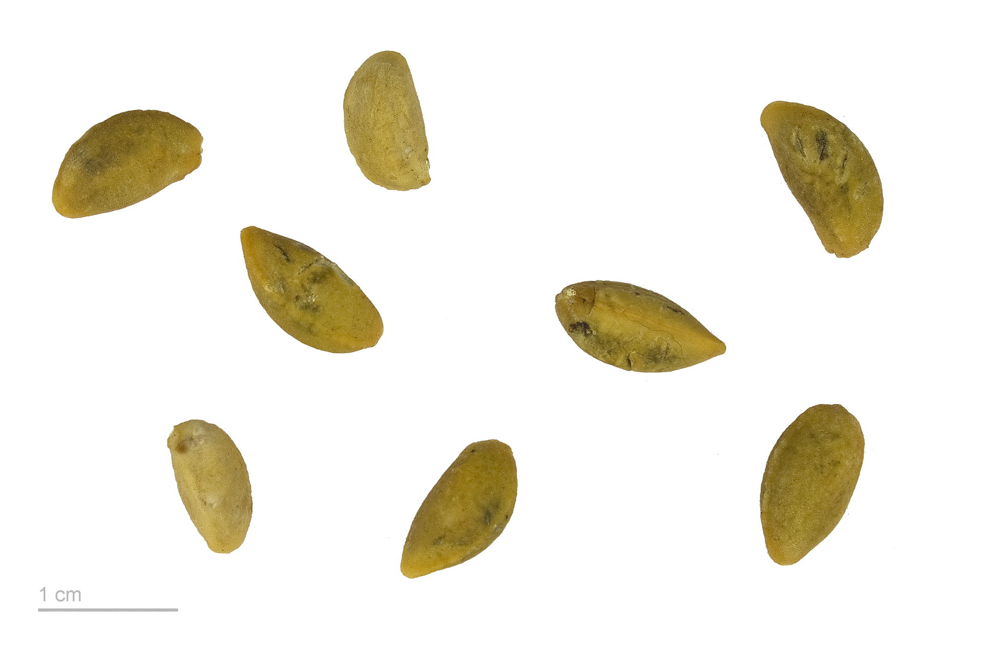 Roughbark Lignum-vitae , fruits and seeds