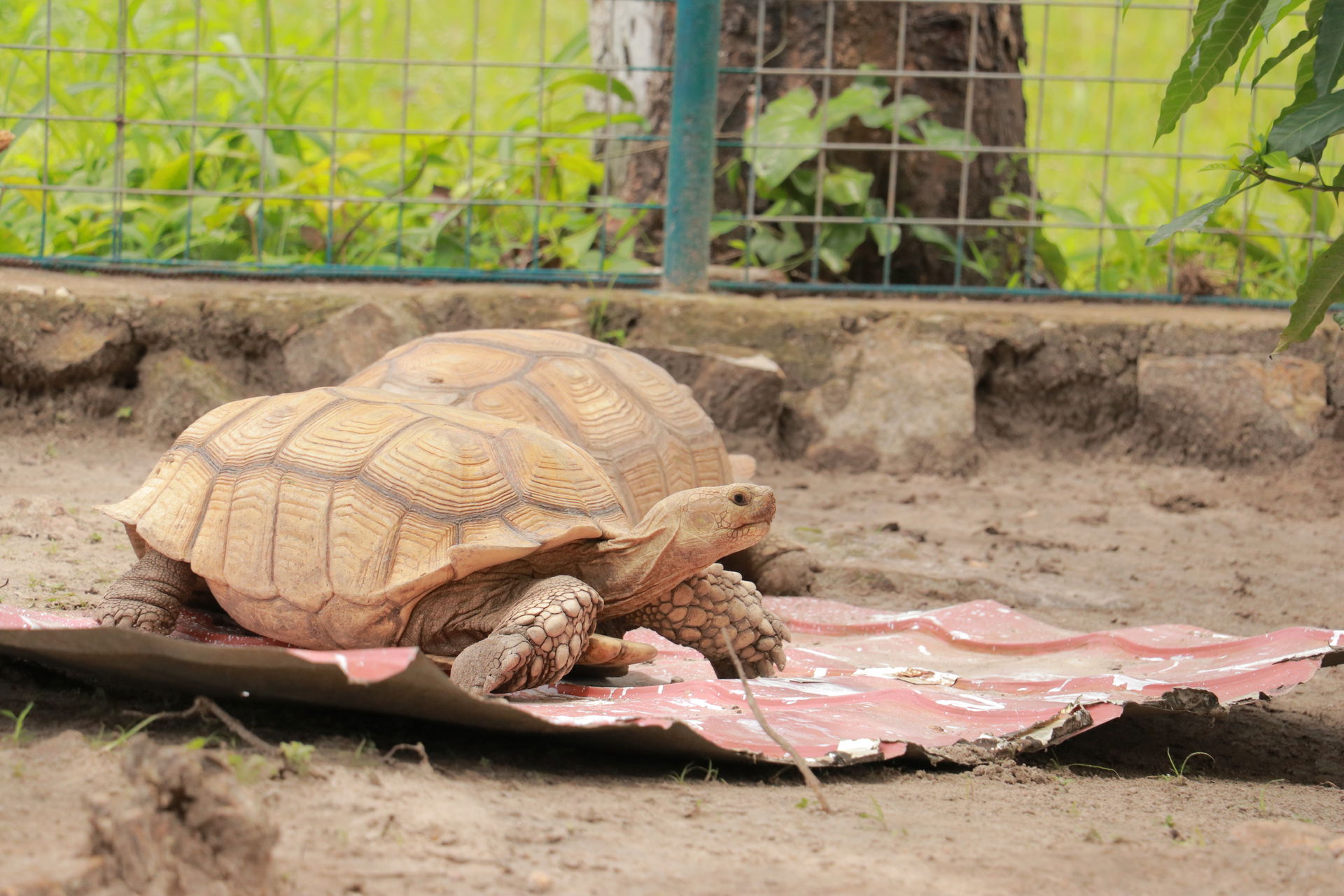 Tortue dans la petite partie zoologique du chute  de Boali