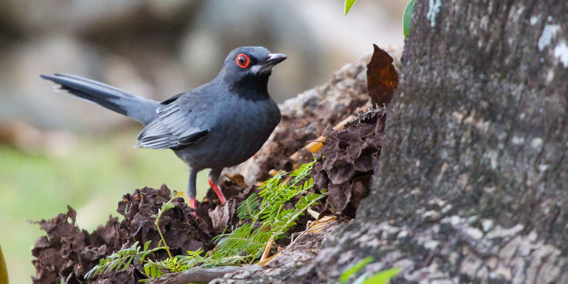 Red-legged Thrush Turdus plumbeus, Nicholls Town, North Andros…