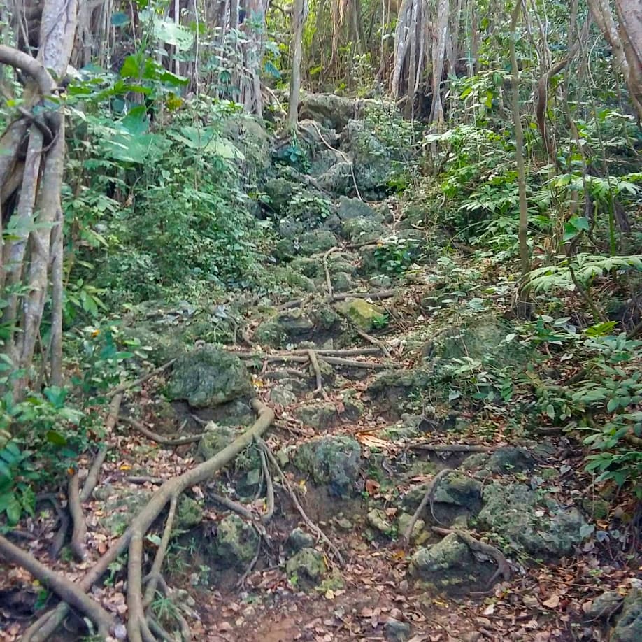 ​對於常爬山的人來說，這看起來只是一條平凡無奇的小徑，但是對生活在都市的人來說，要這樣的親近植物，是一件非常困難的事情。目前台…