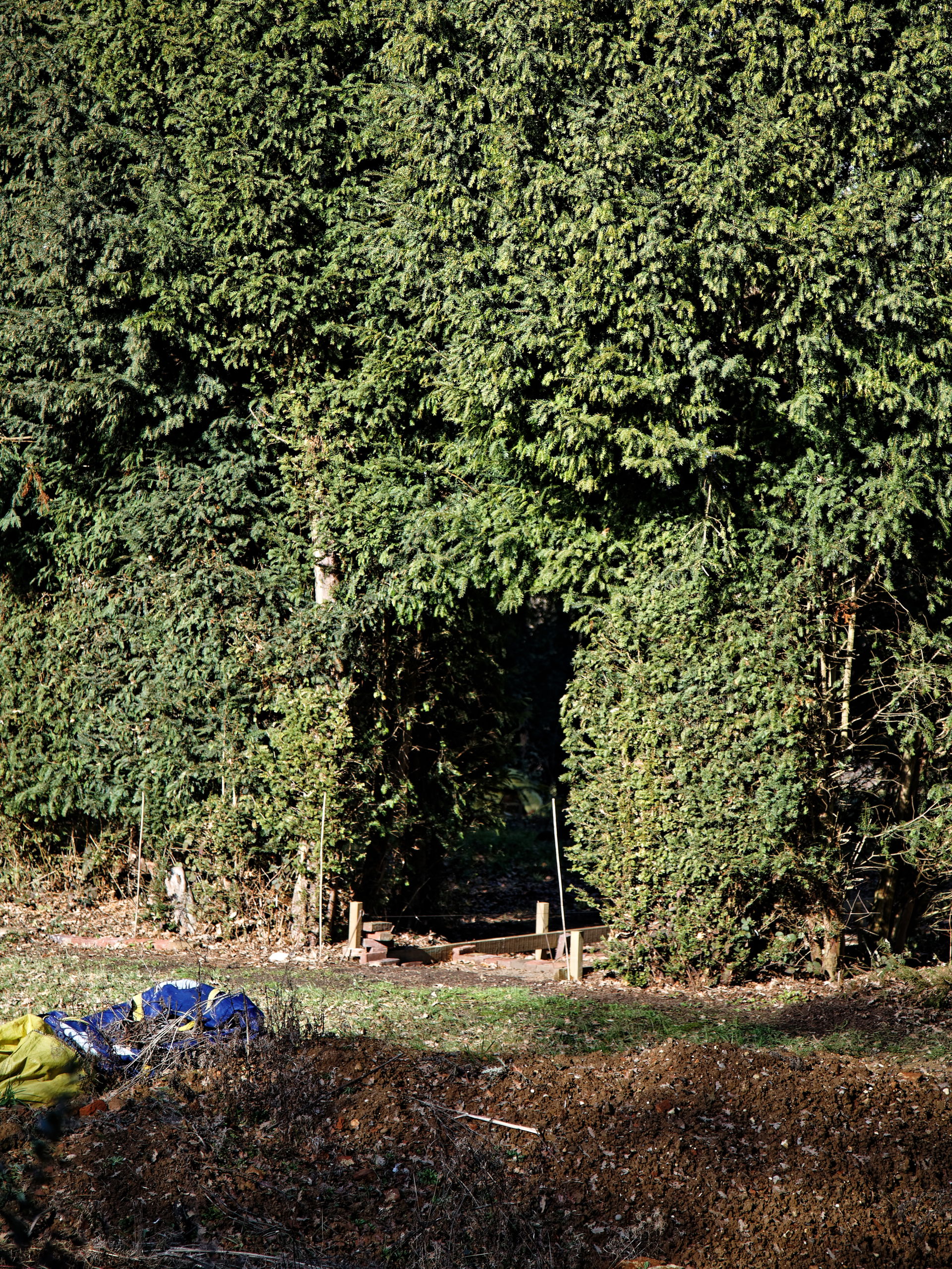 A hedge arch next to the archeological search dig for the earli…